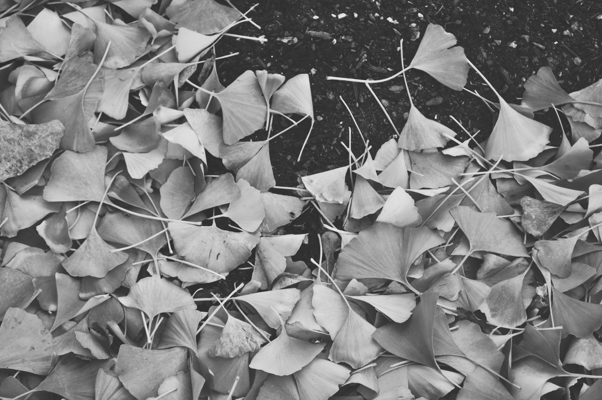 Black And White Leaf 1920x1275
