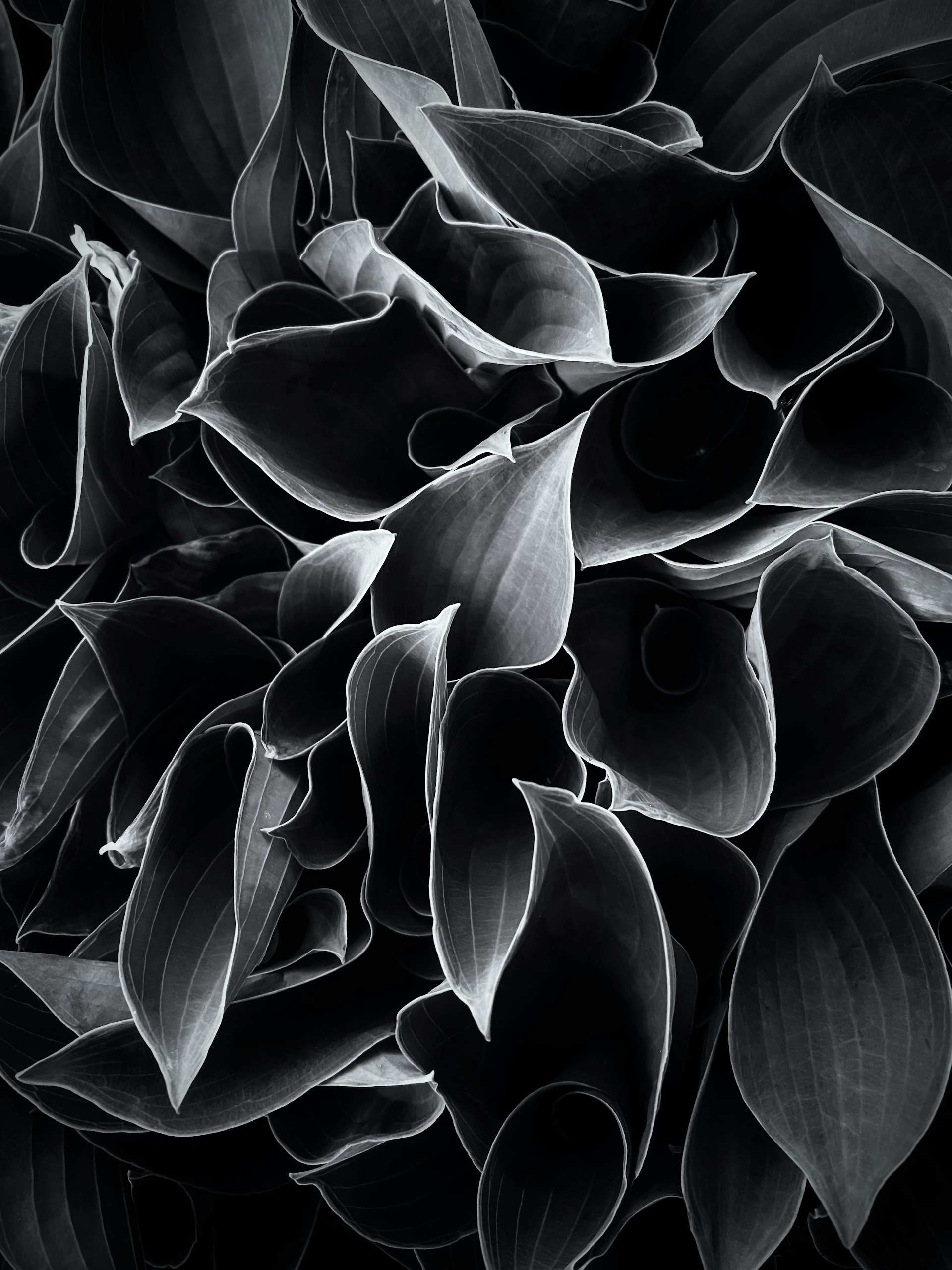 Black And White Wallpaper Phone 1920x2560