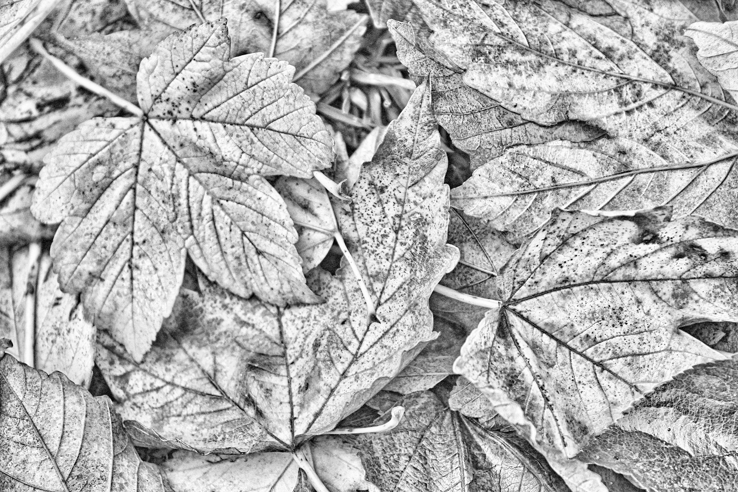 Black White Leaf Wallpaper 2400x1600