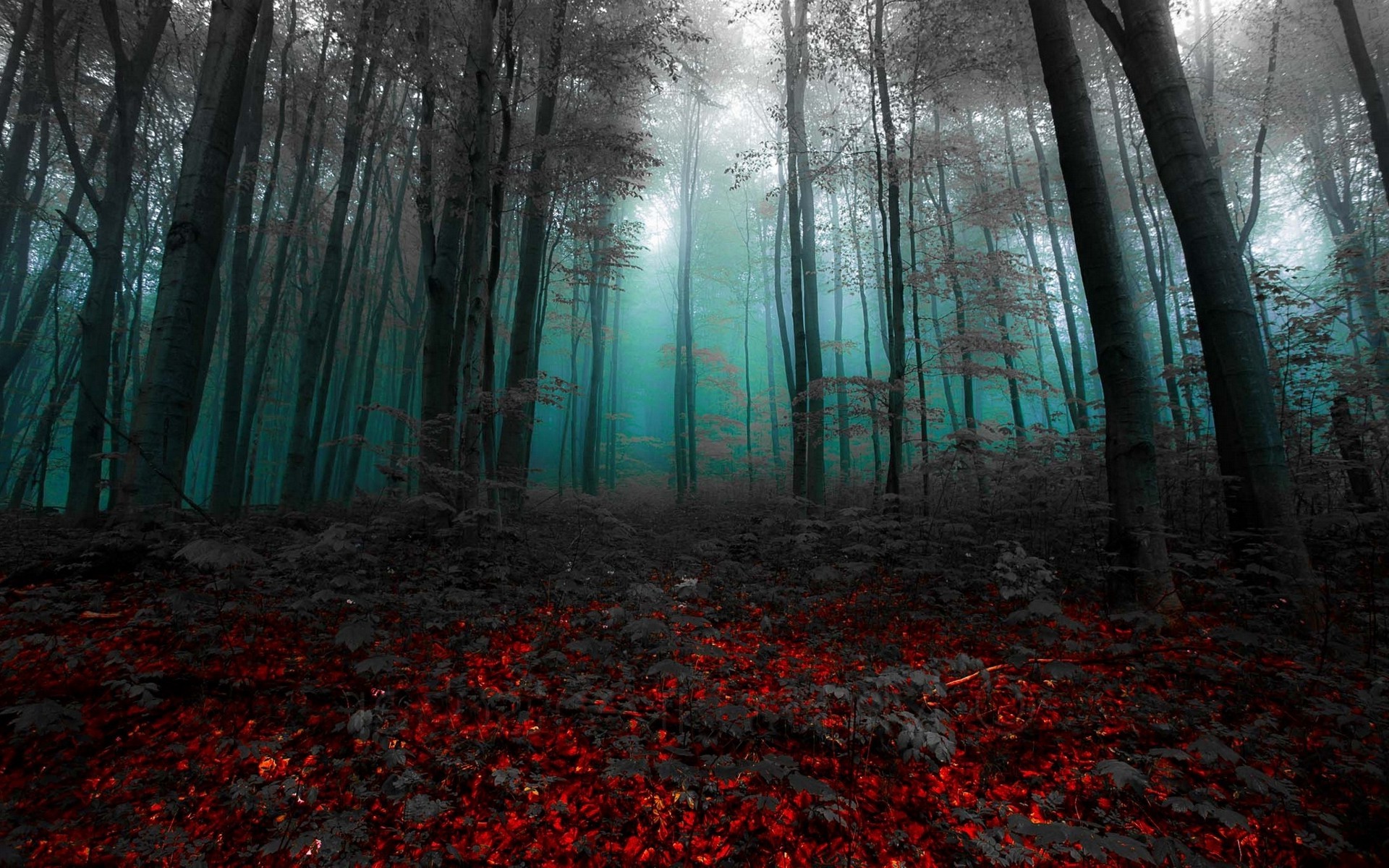 Fairy Tale Forest Desktop Wallpapers 1920x1200