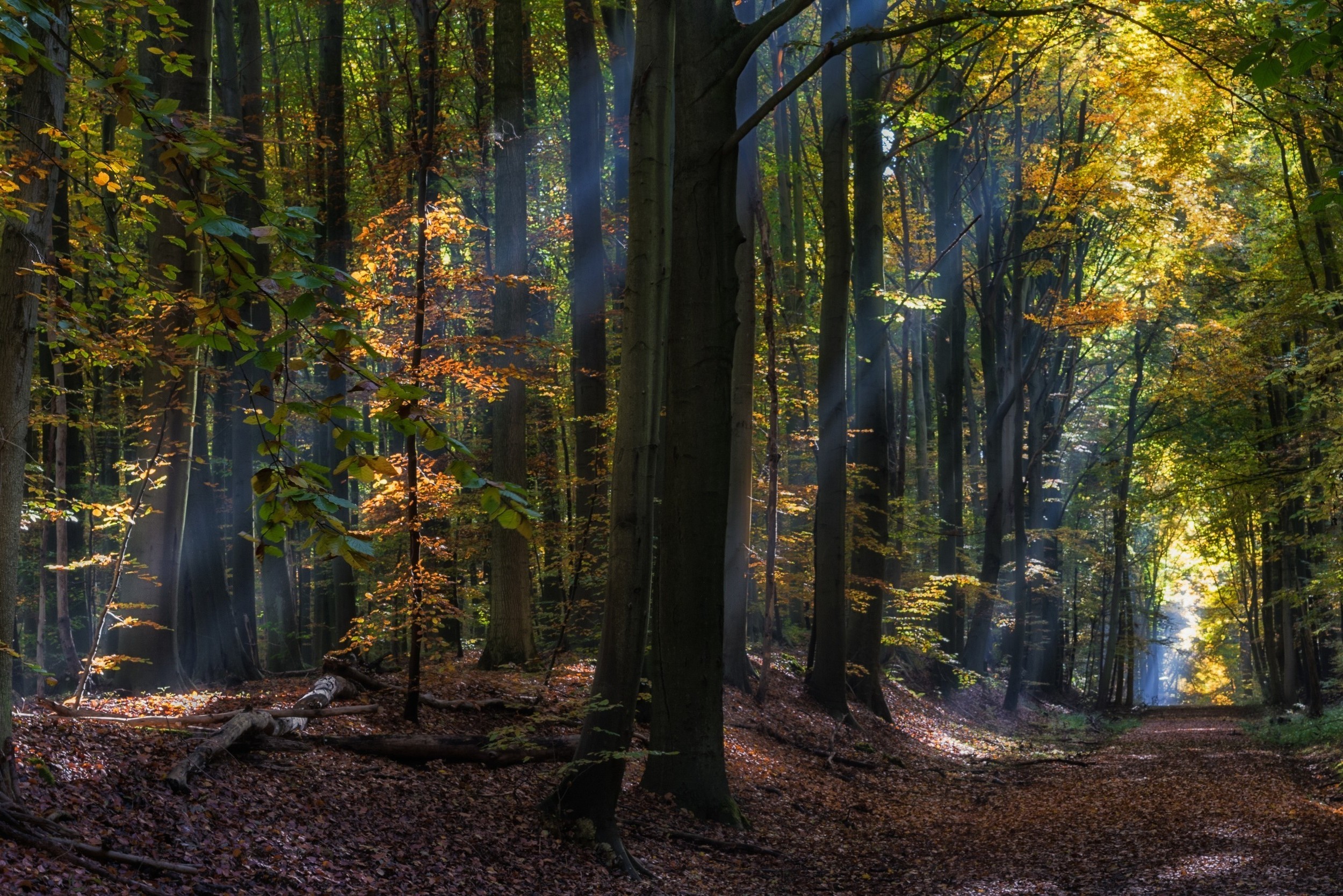 Fairy Tale Forest Path Wallpaper 2500x1668