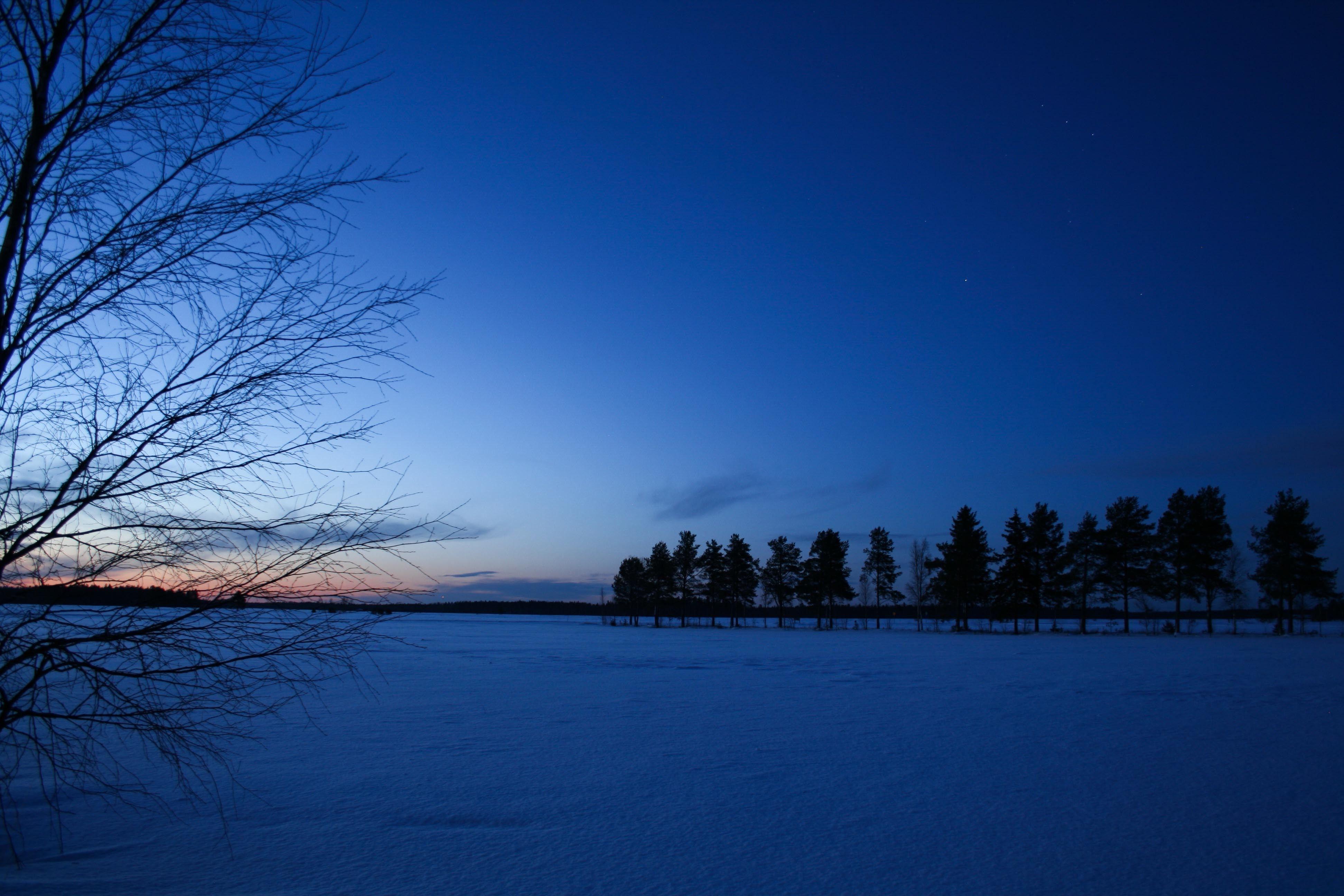Dusk Forest Wallpaper 3888x2592