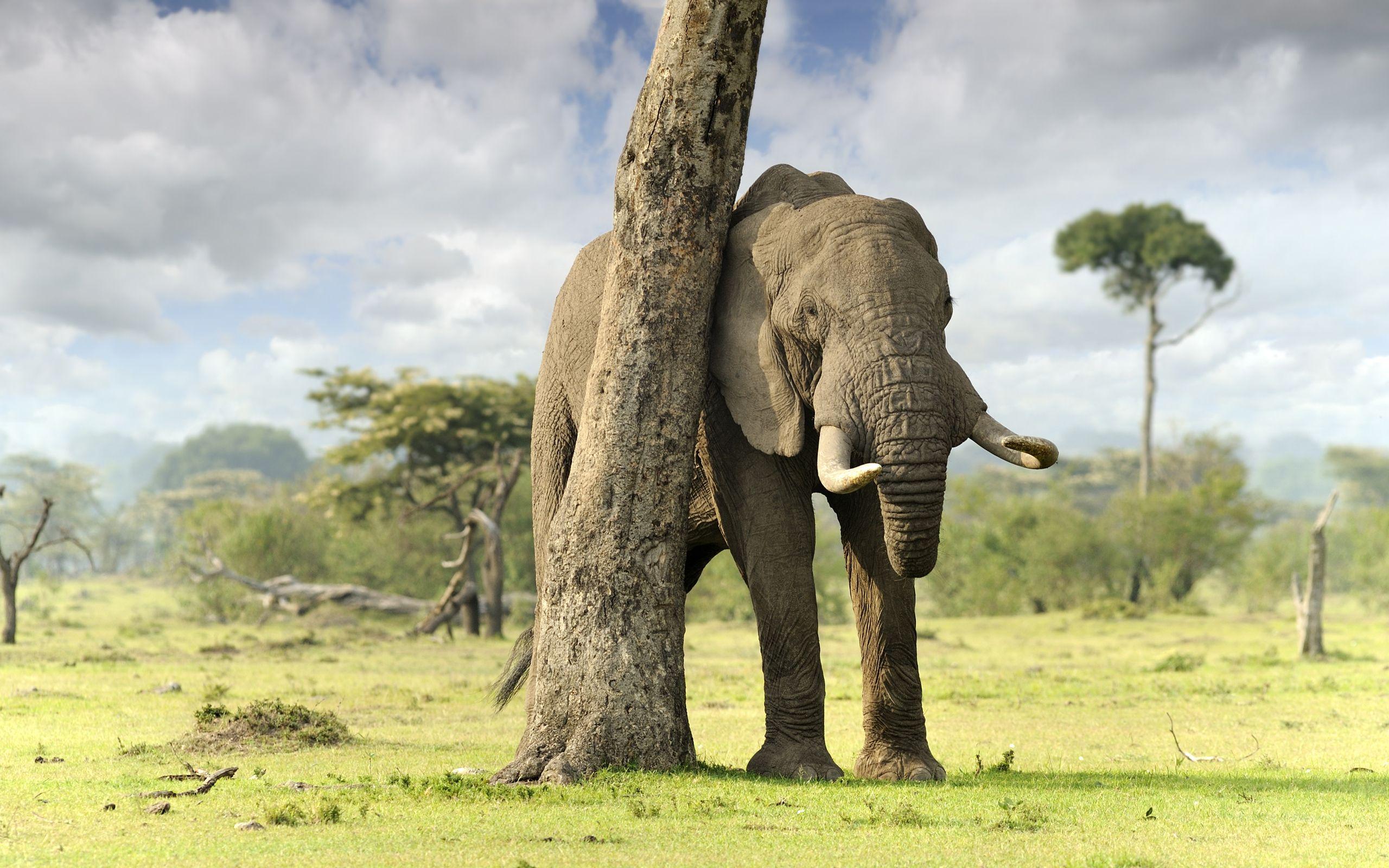 Best Elephant Hd Wallpaper 2560x1600