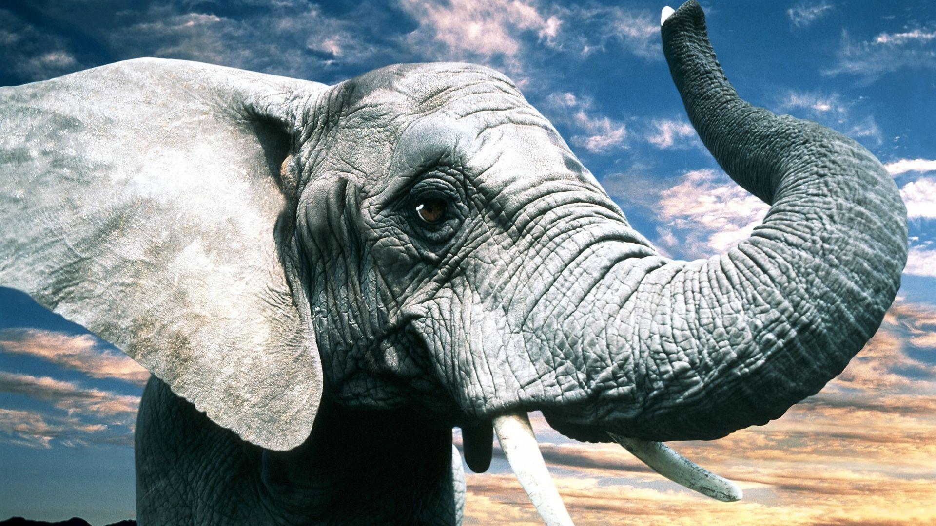 Elephant Close Up Hd Wallpaper 1920x1080