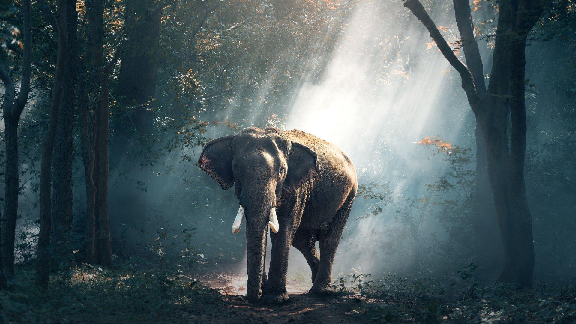 Elephant Desktop Wallpaper Hd Free 1920x1080