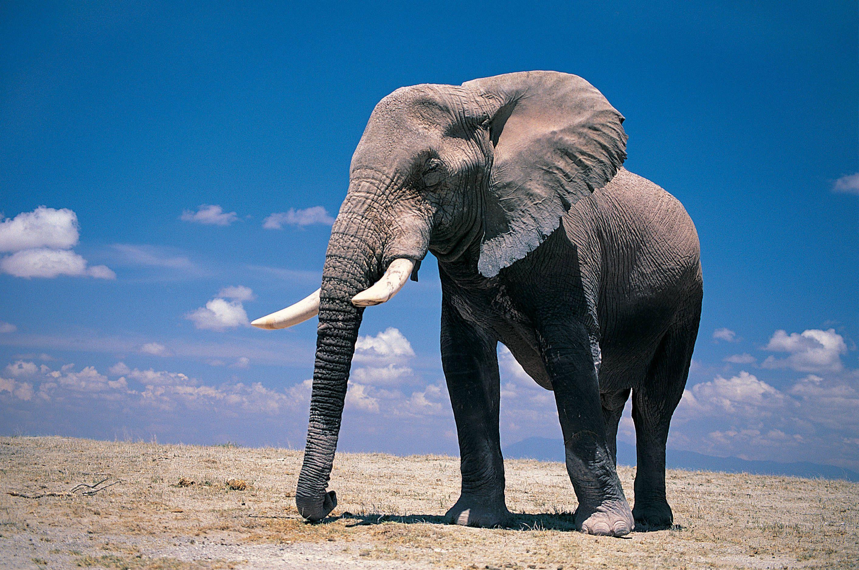 Elephant Full Hd Wallpaper Download 2825x1875