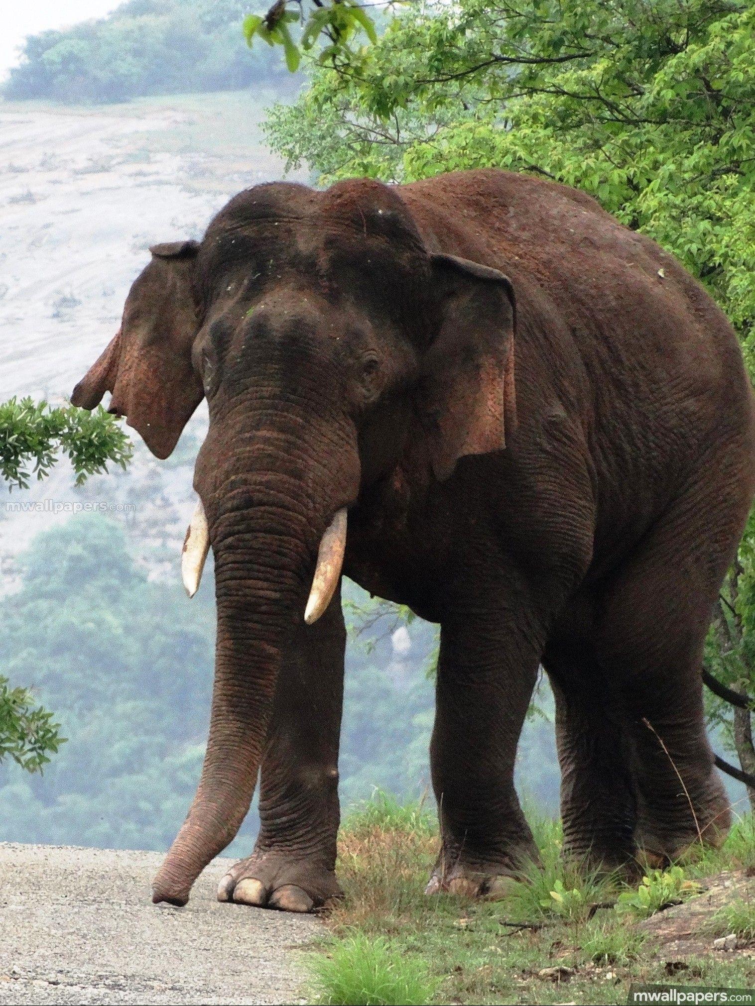 Elephant Full Hd Wallpapers 1516x2021