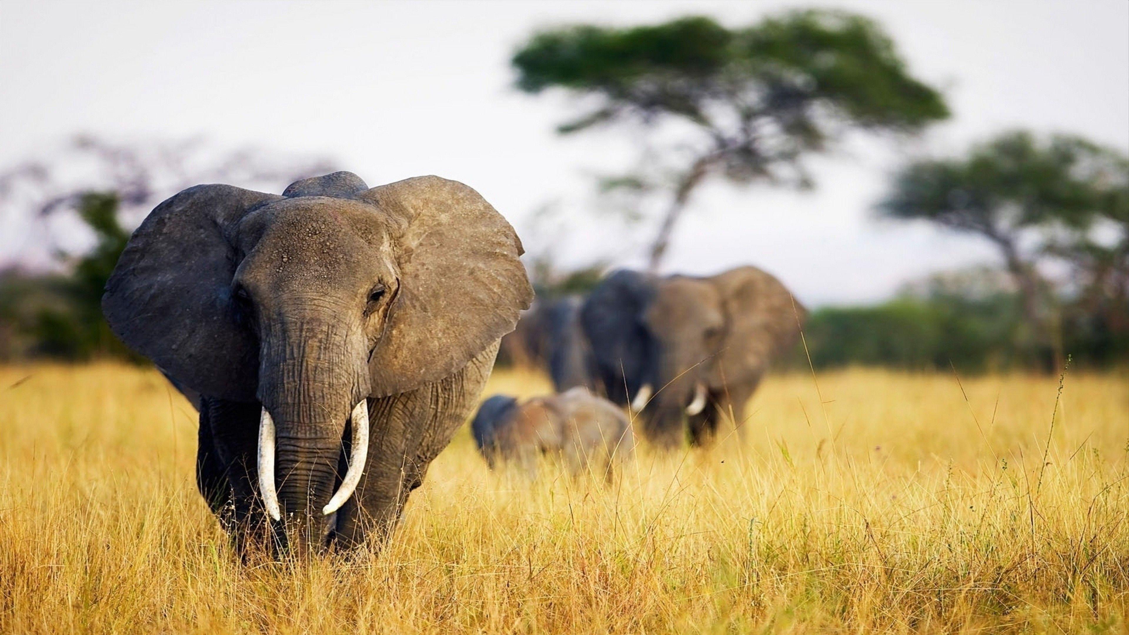 Elephant Hd Wallpaper 3840x2160