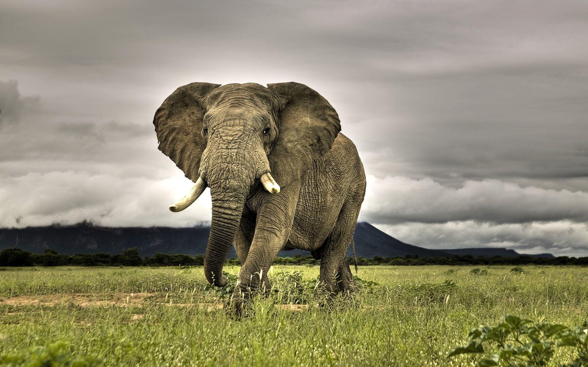 Elephant Hd Wallpaper Download 1920x1200