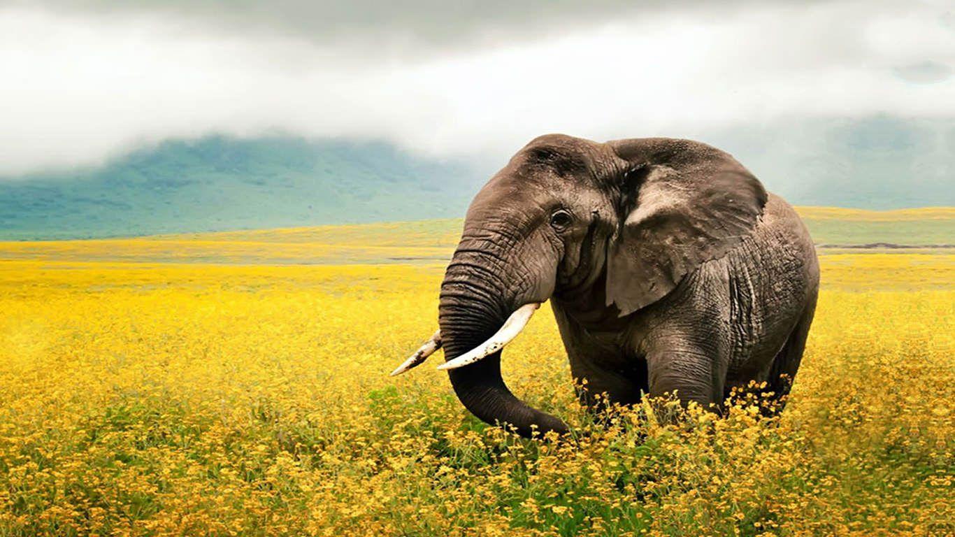 Elephant Hd Wallpaper For Desktop 1366x768