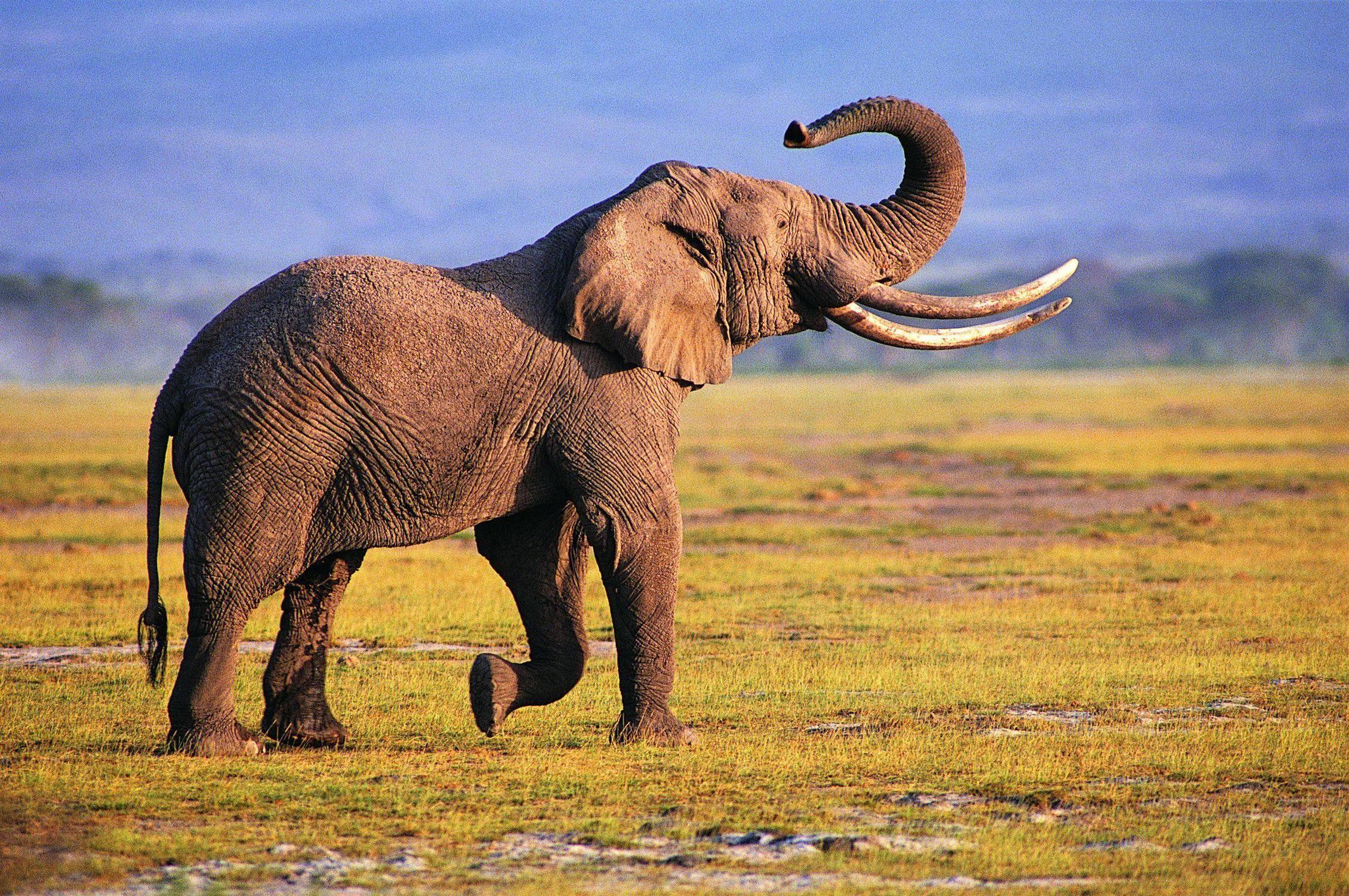 Elephant Hd Wallpapers 2260x1502