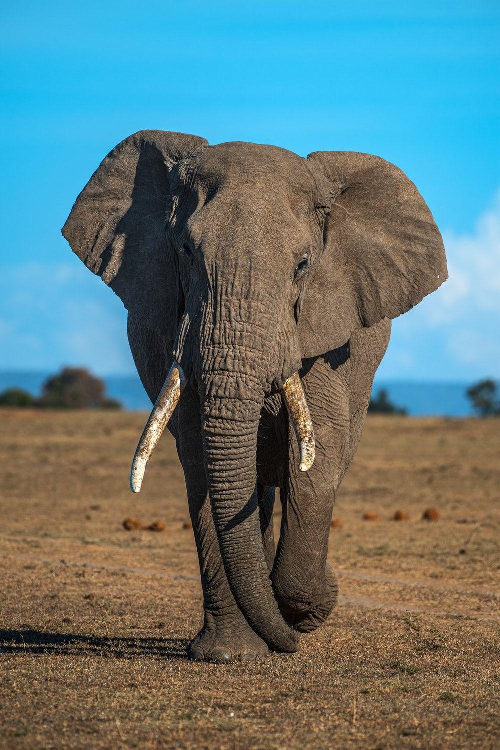 Elephant Hd Wallpapers Free Download 1000x1500