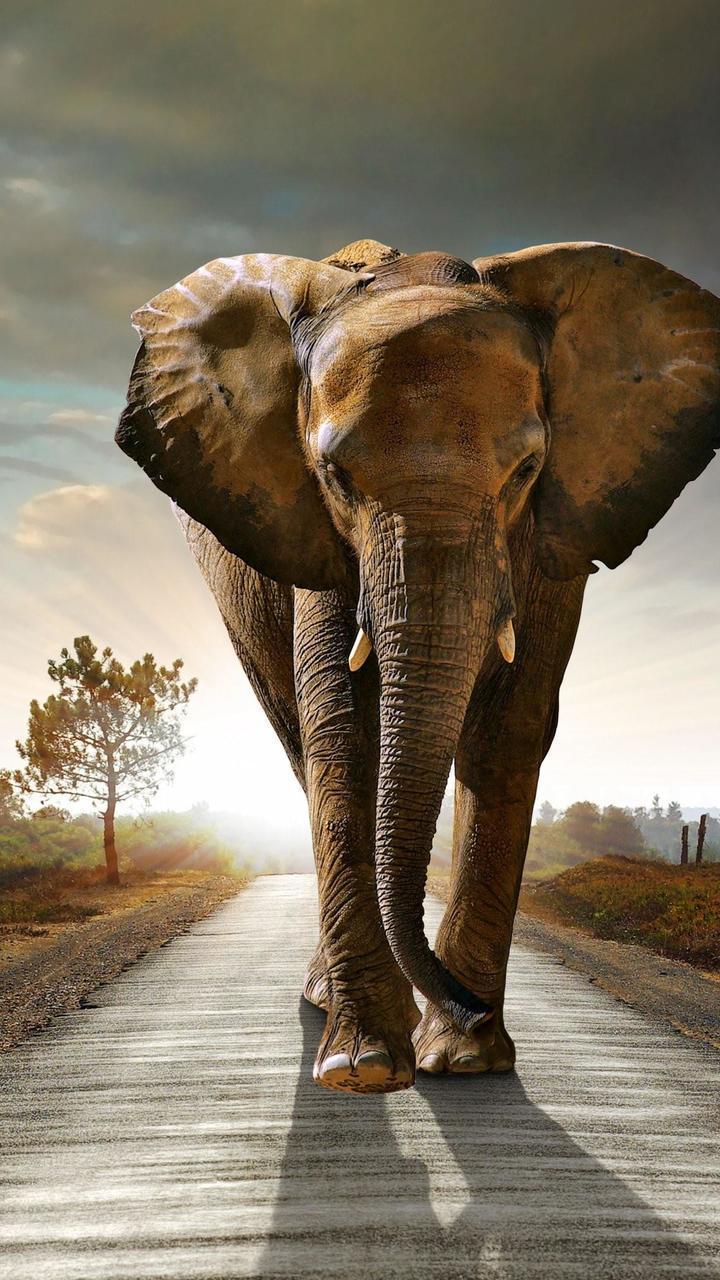 Elephant Images Hd Mobile Wallpapers 720x1280