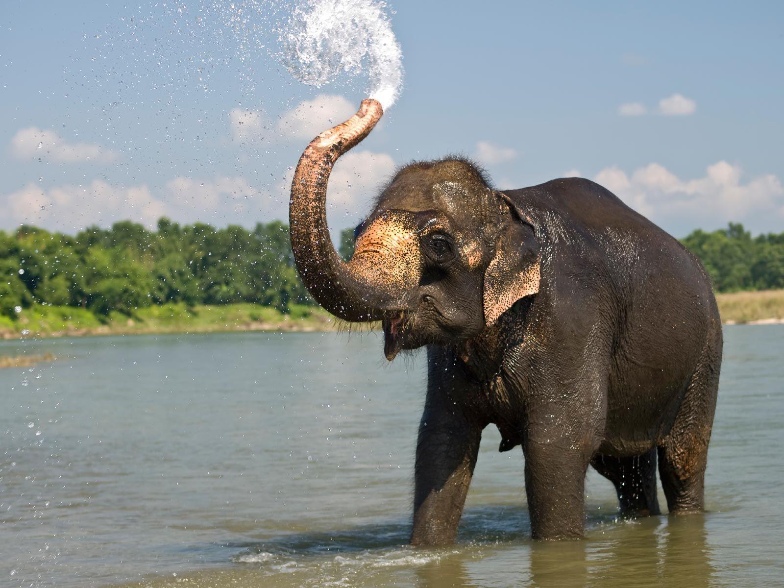 Elephant Images Hd Wallpaper 1600x1200