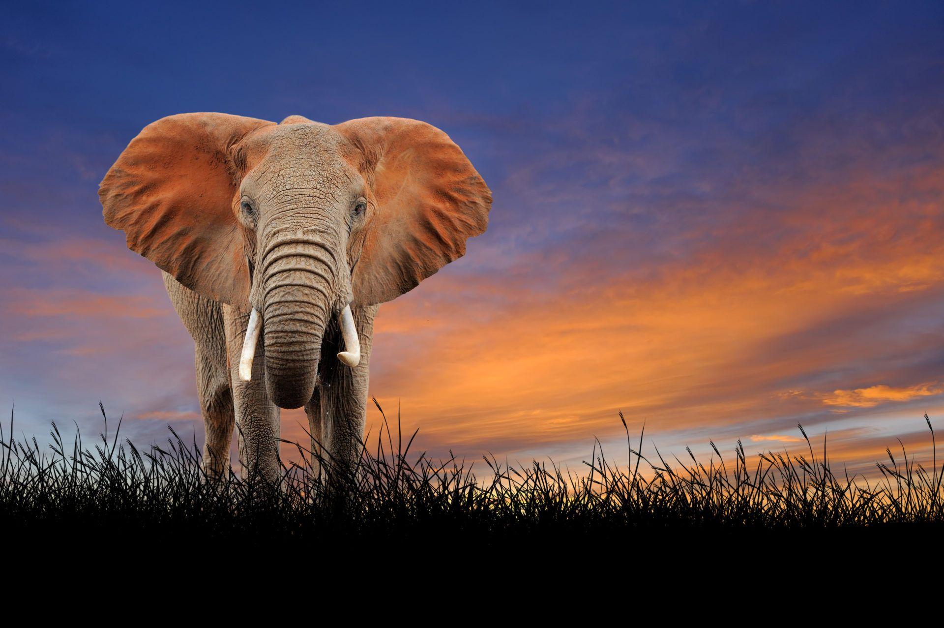 Elephant Images Hd Wallpaper Download 1920x1277