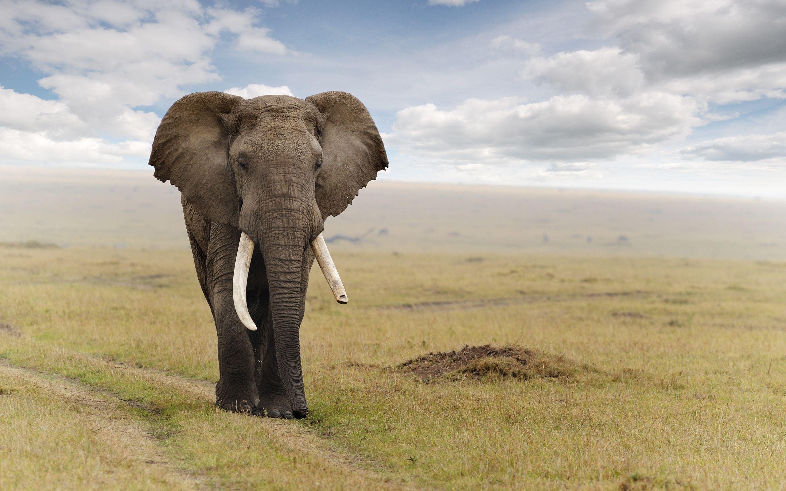 Elephant Print Wallpaper Hd 2560x1600