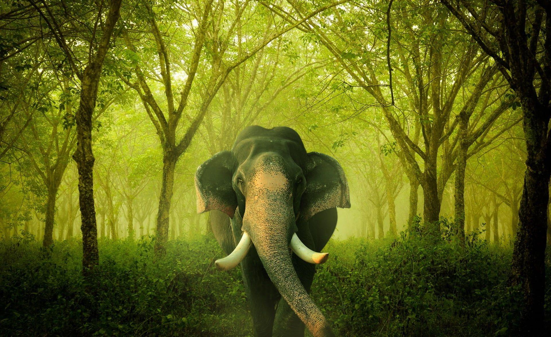 Elephant Wallpaper 4k Hd 1920x1177