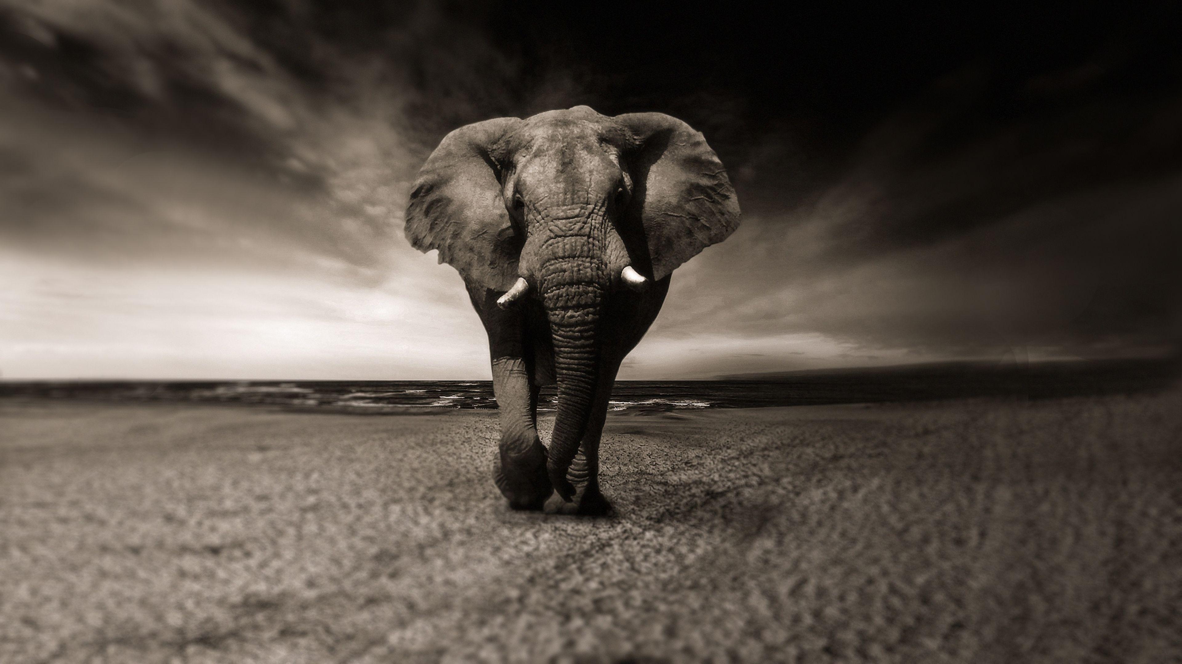 Elephant Wallpaper Full Hd 3840x2160