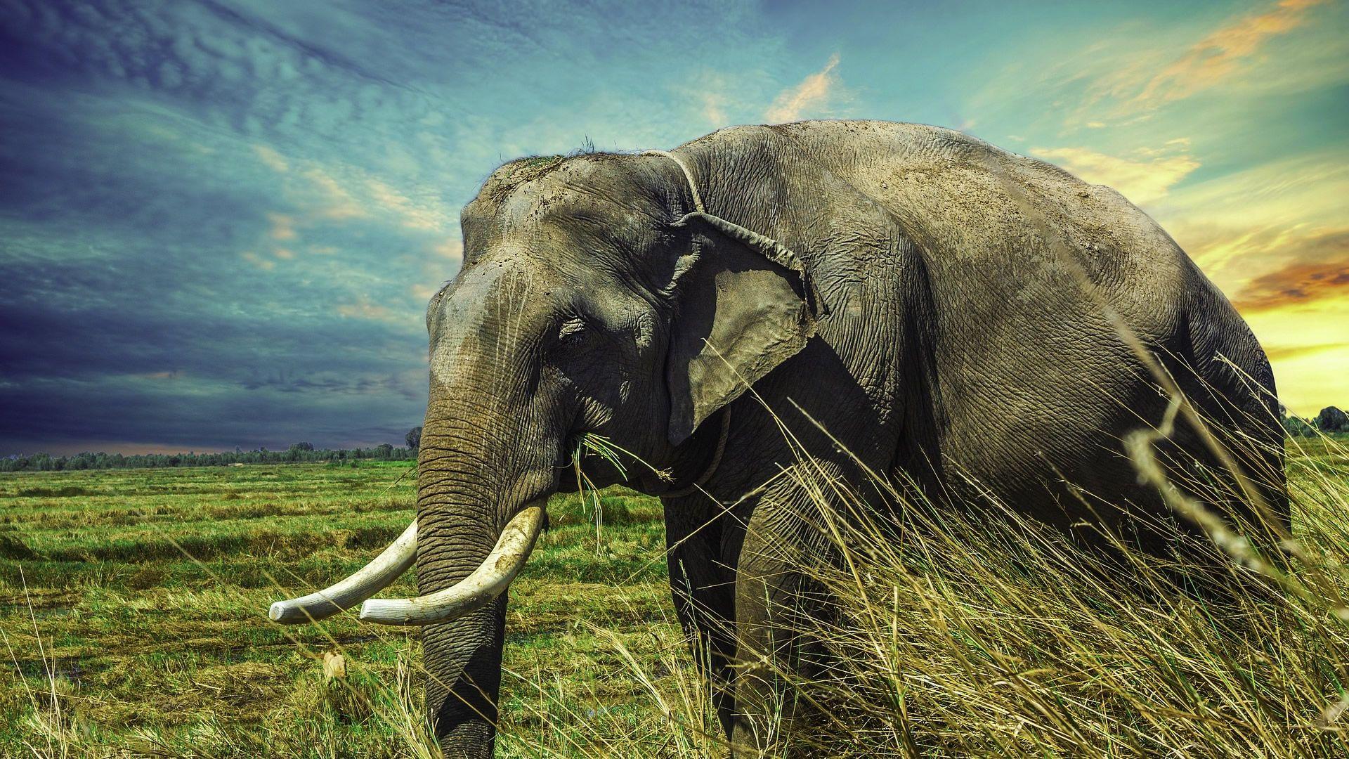 Elephant Wallpaper Hd 1920x1080