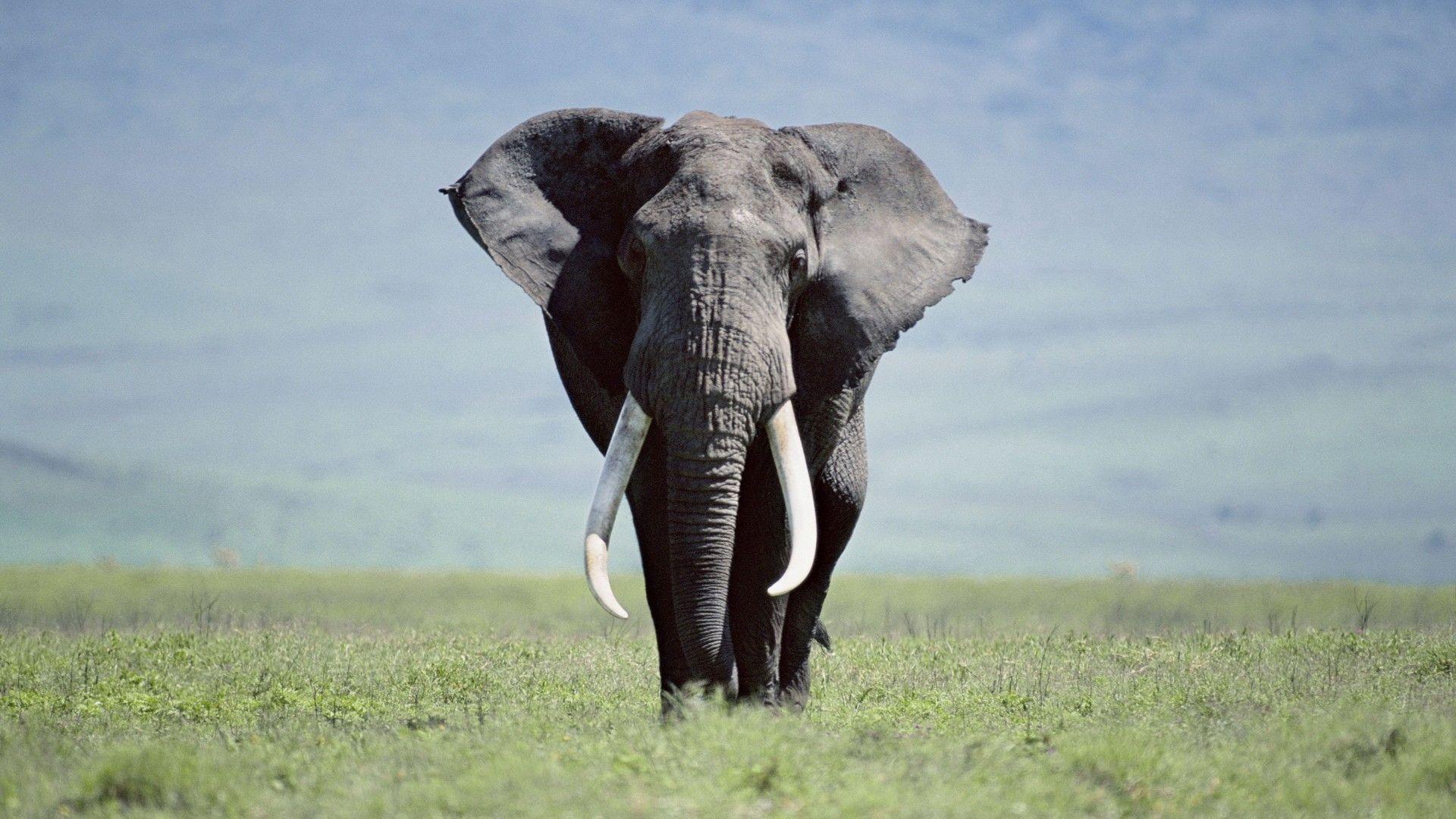 Elephant Wallpaper Hd Down 1920x1080
