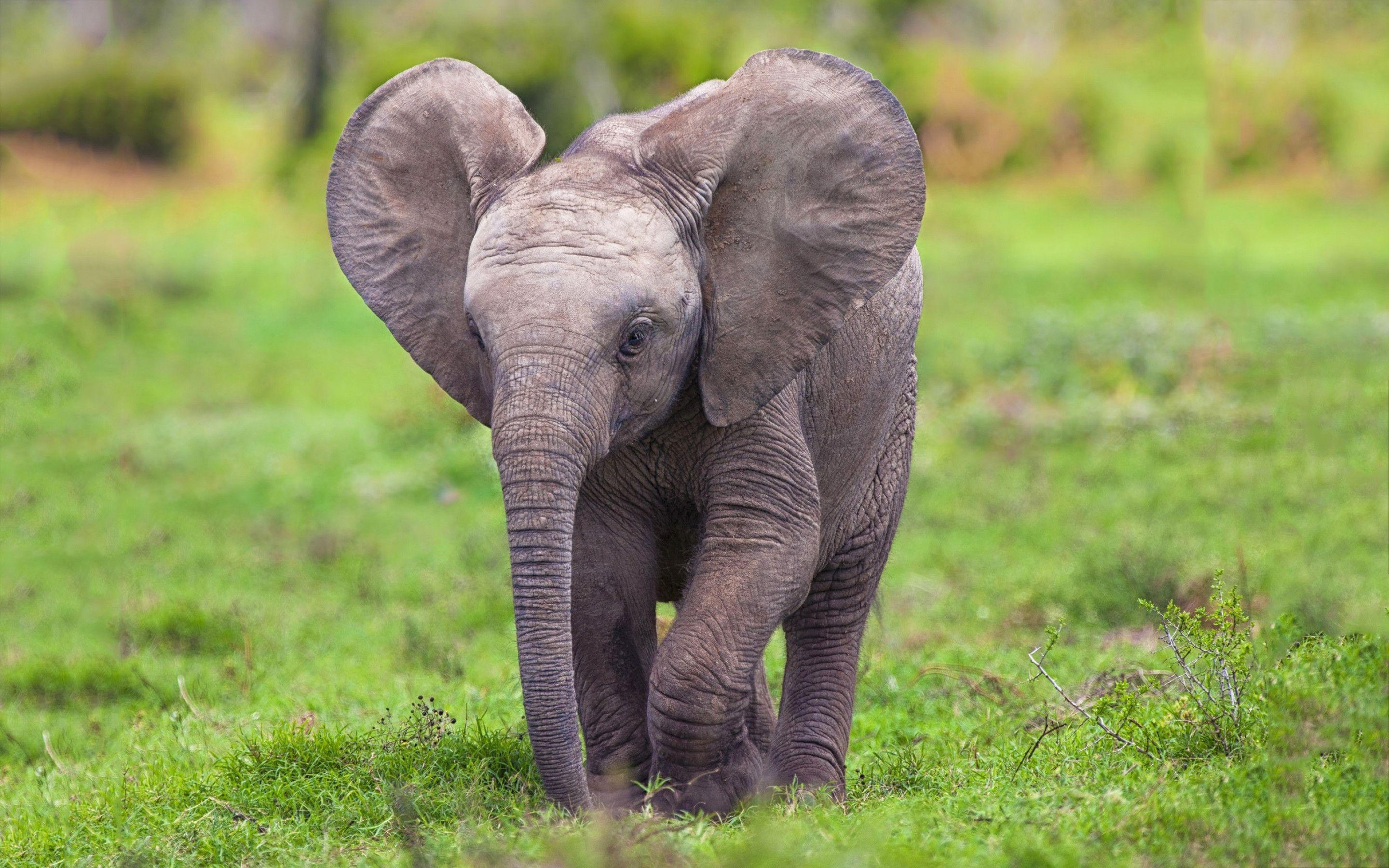 Elephant Wallpaper Hd Free Download 2880x1800