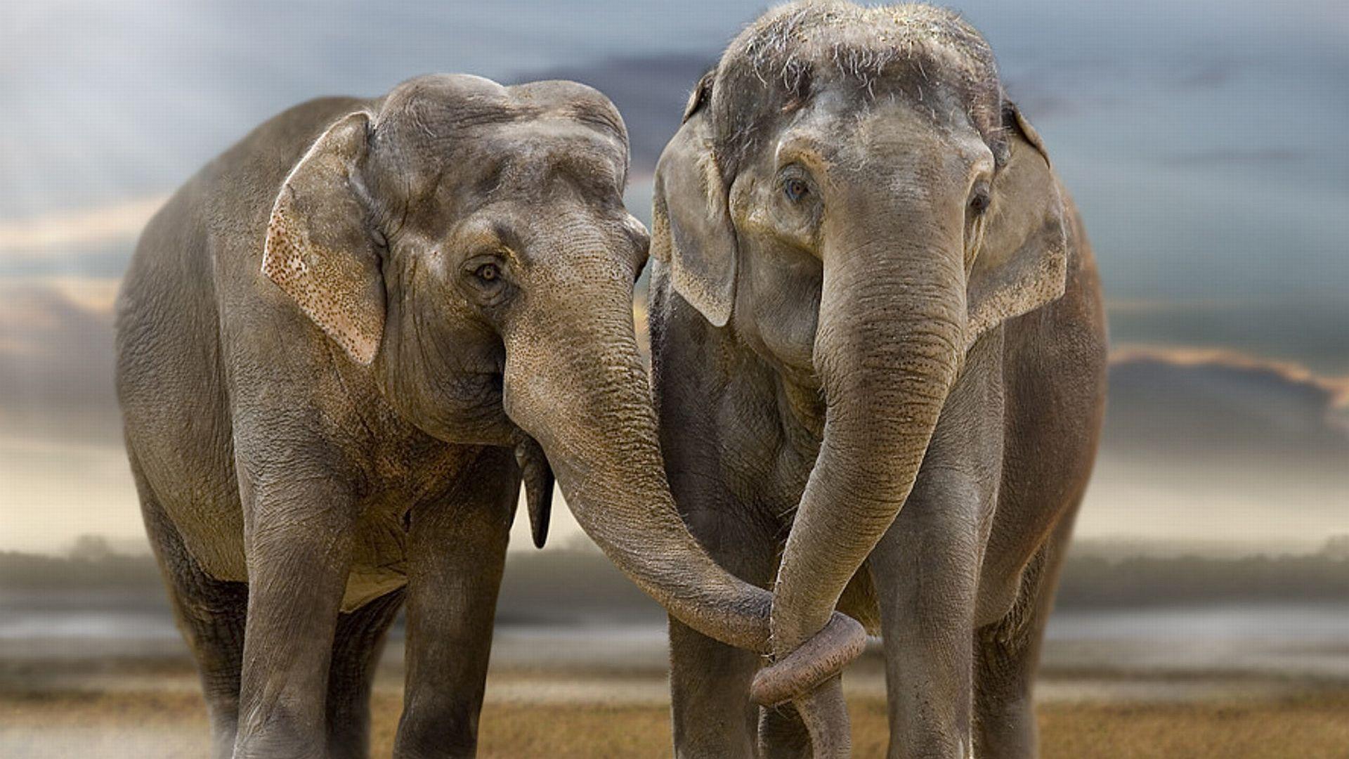 Elephants Hd Wallpaper 1920x1080