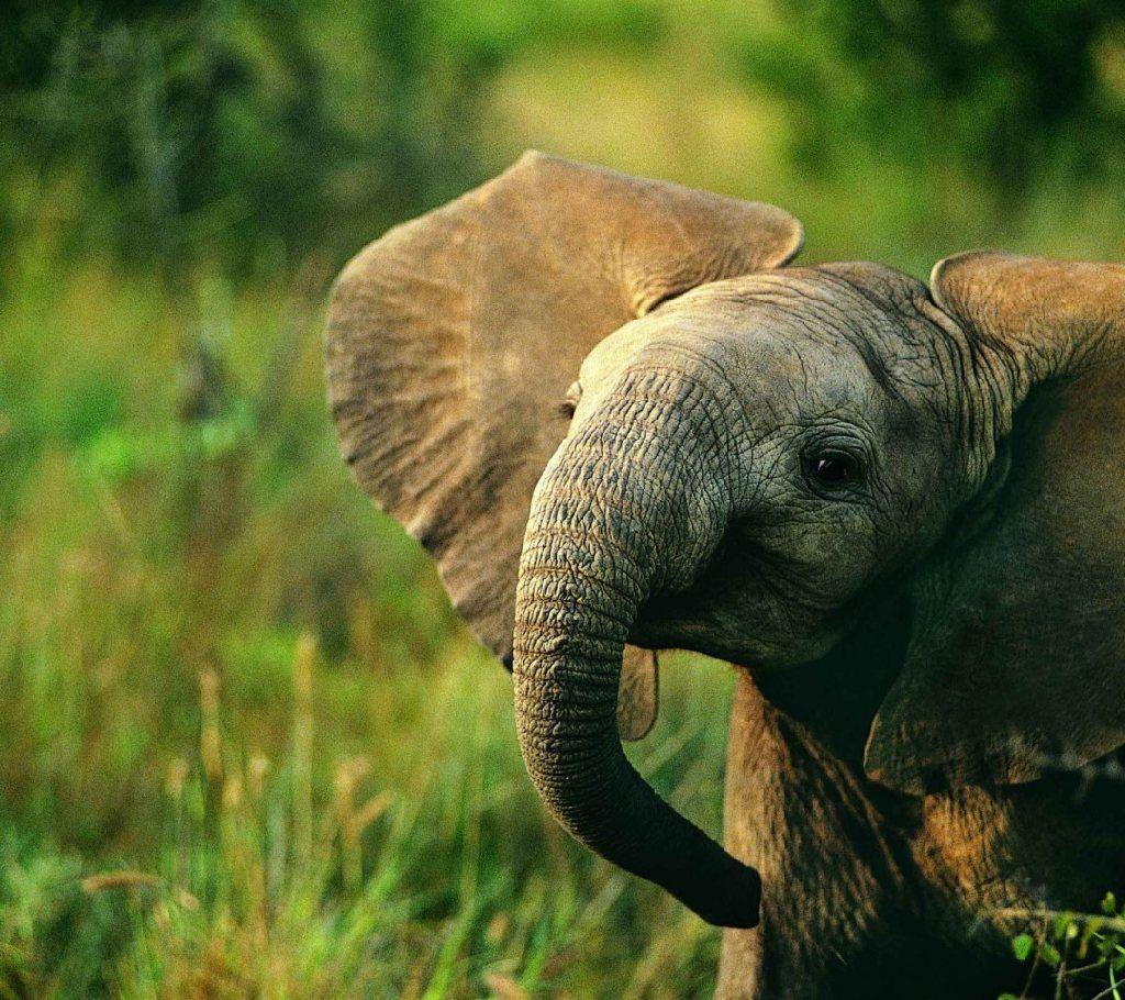Elephants Wallpapers Hd 1024x910