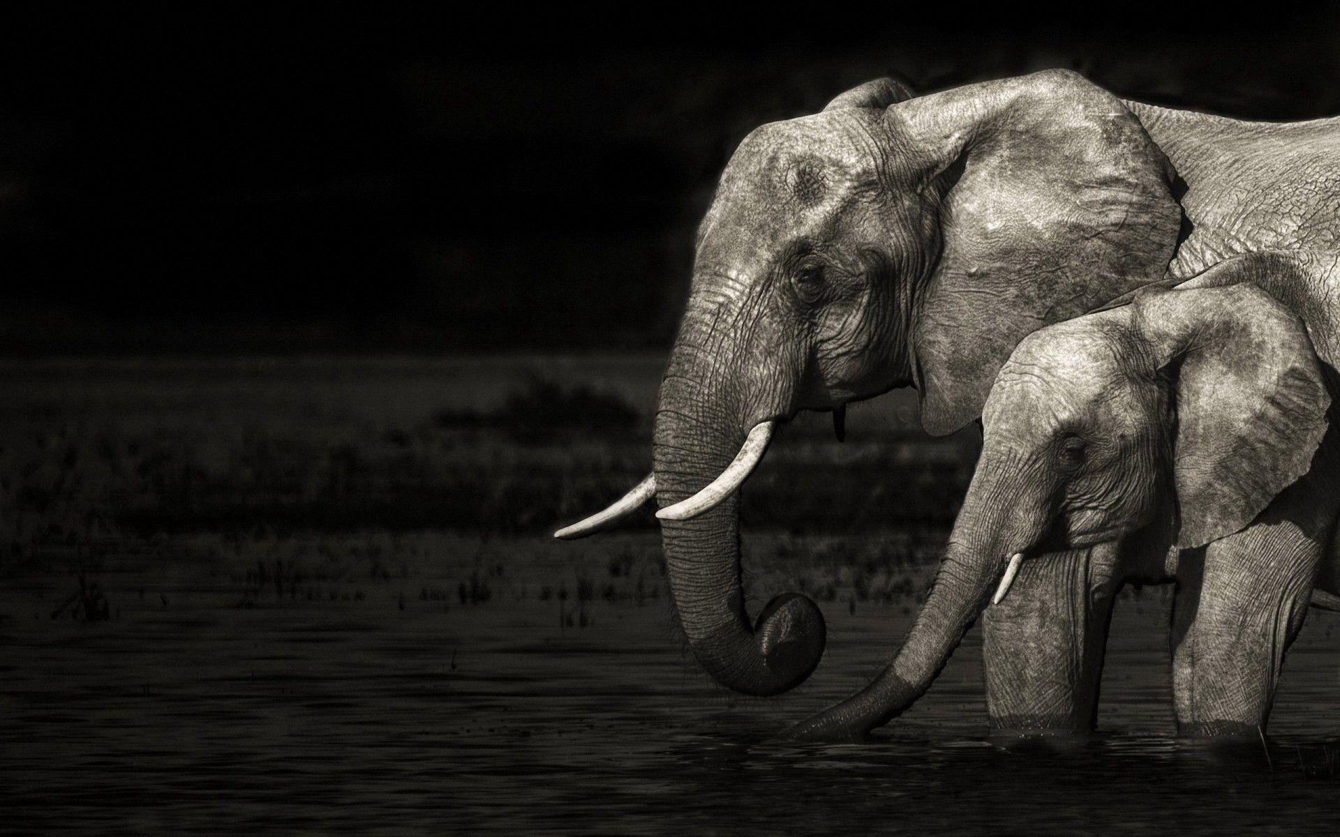 Elephant Print Wallpaper Uk 1920x1200