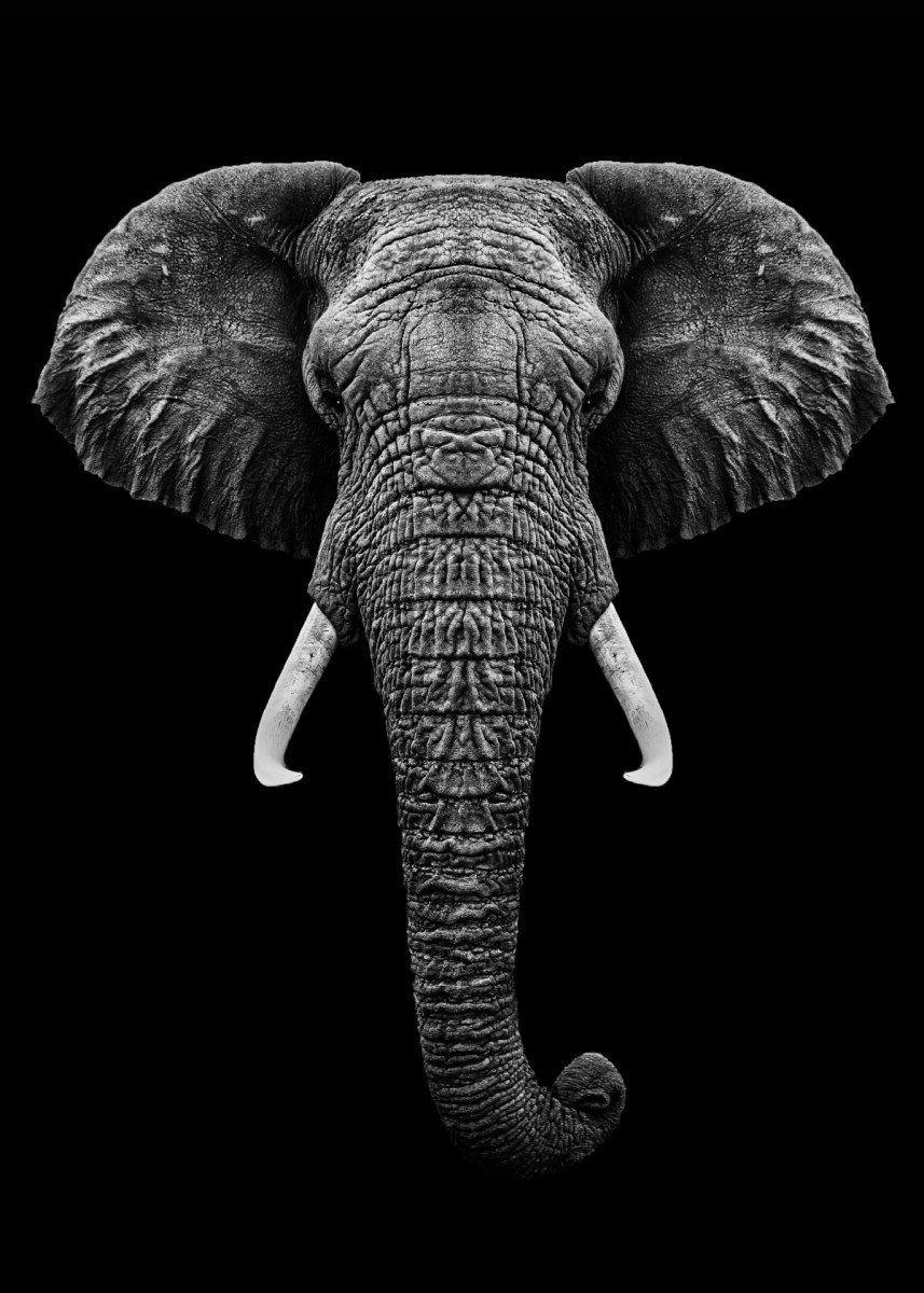 Grey Elephant Print Wallpaper 857x1200