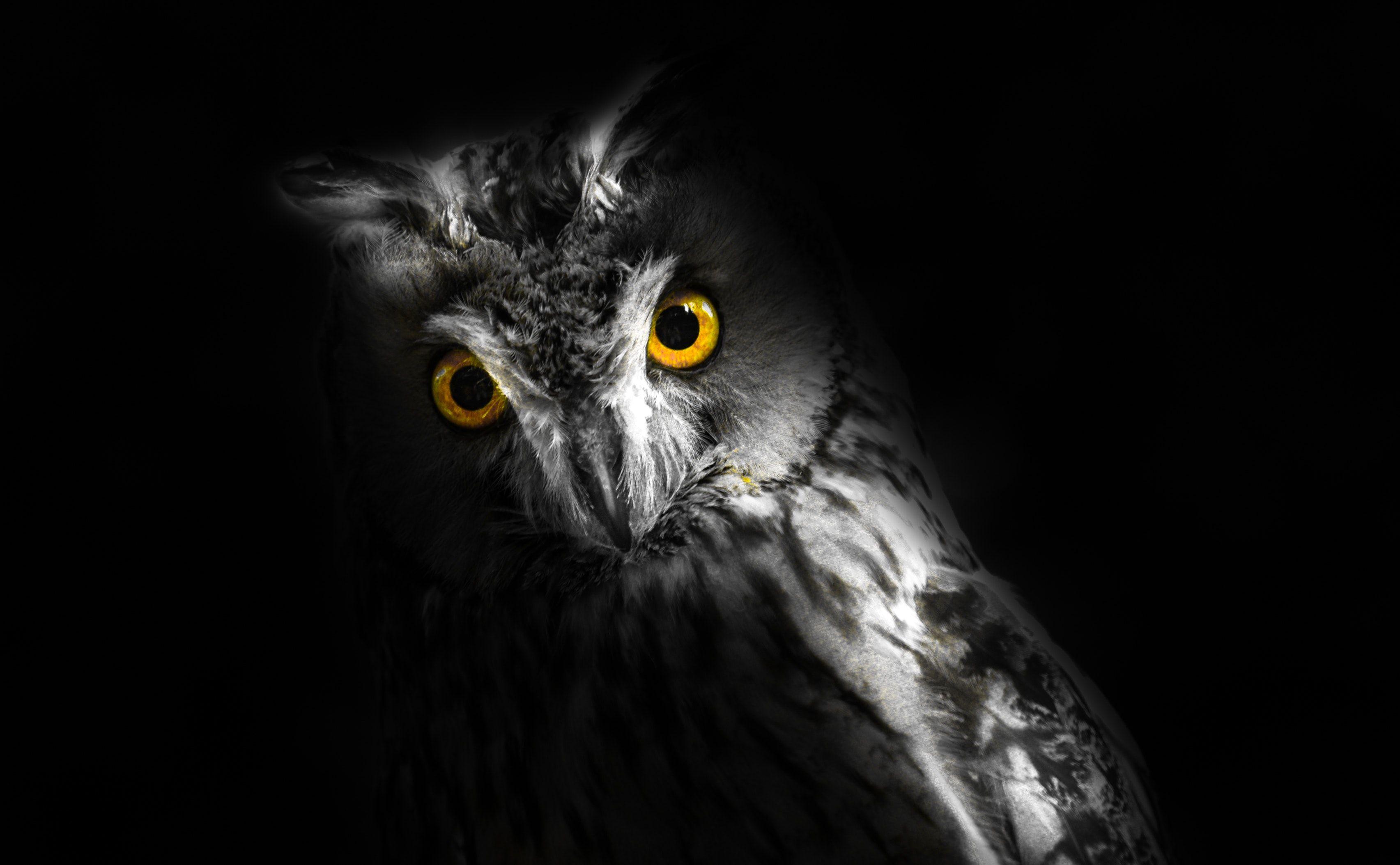 Beautiful Single Owl Black Background Wallpaper Screensaver 3409x2107