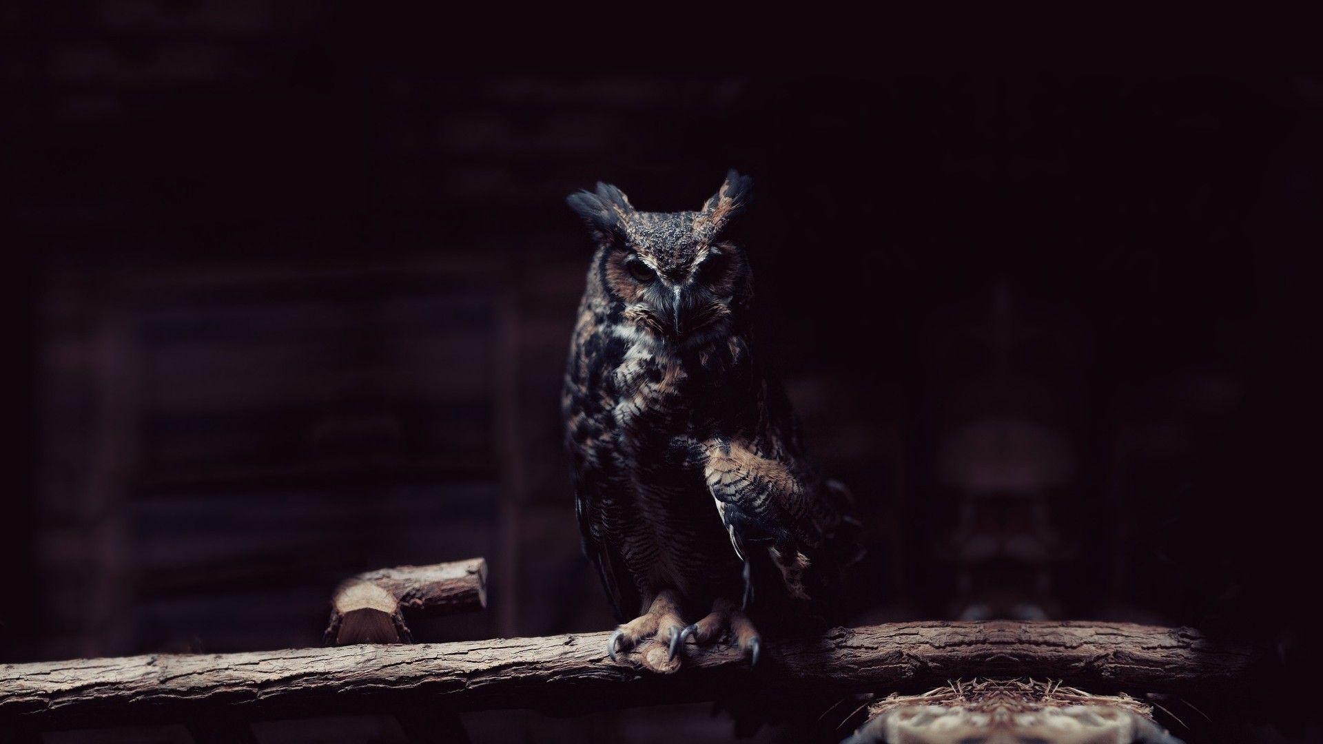 Black Cool Owl Wallpaper 1920x1080