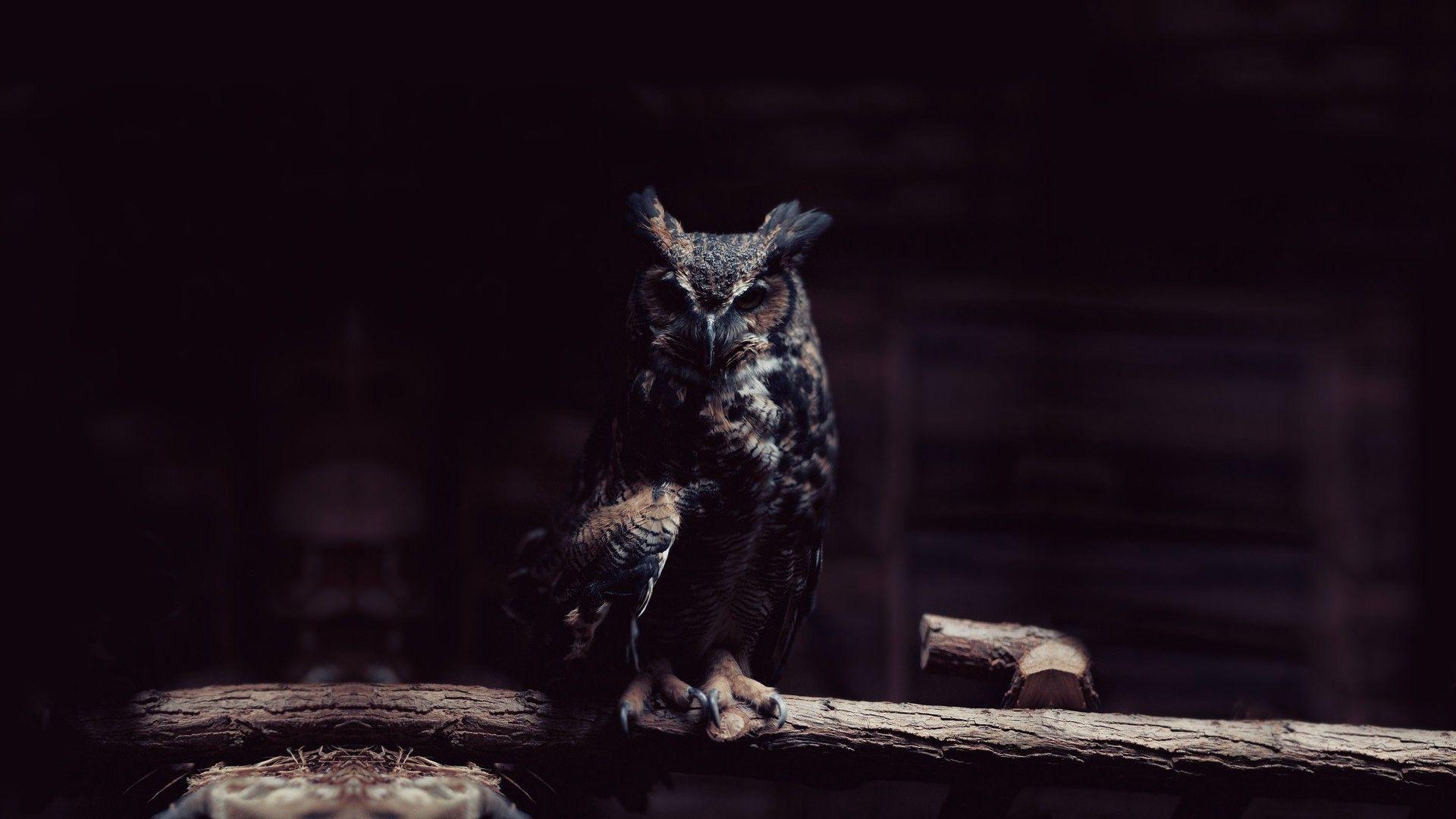 Black Owl Wallpaper 1920x1080