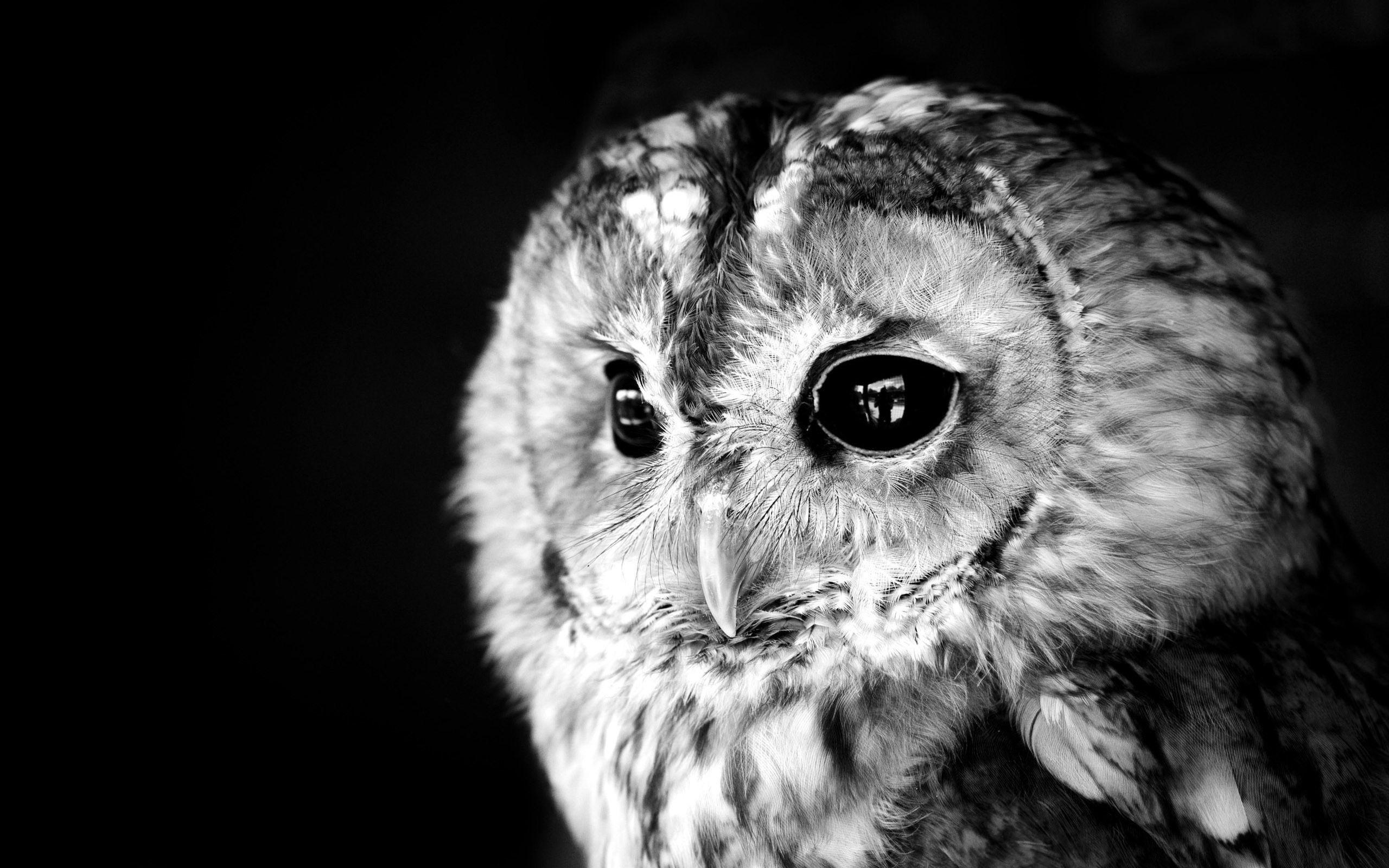Owl Wallpaper Black And White 2560x1600