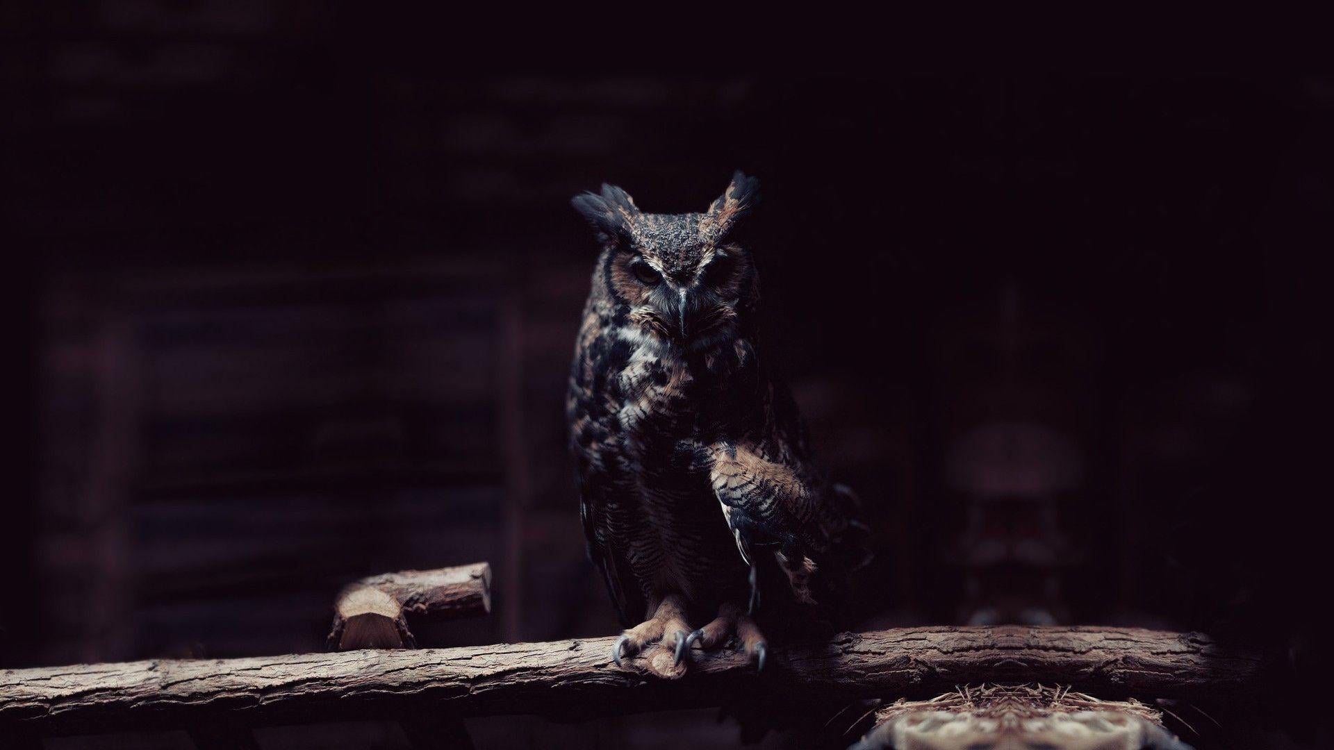 Dark Owl Hd Wallpaper 1920x1080