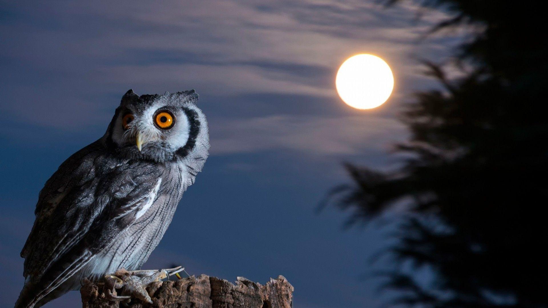 Desktop Owl Wallpaper Hd 1920x1080