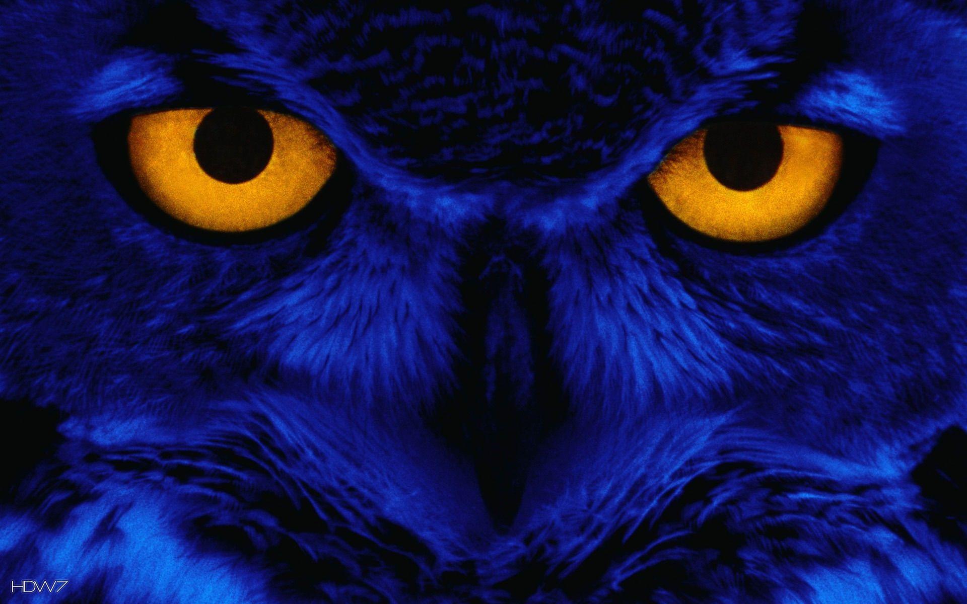 Hd Background Wallpaper Owls 1920x1200