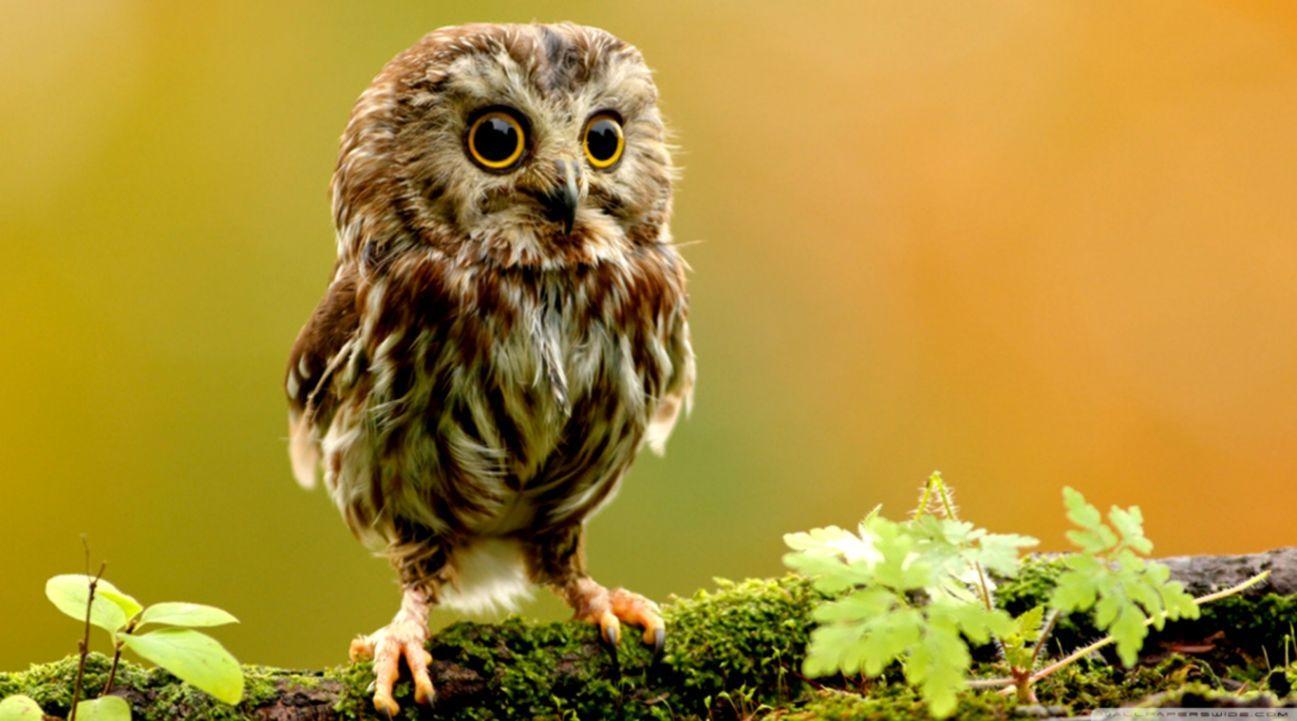 Owl Hd Wallpaper 1297x721
