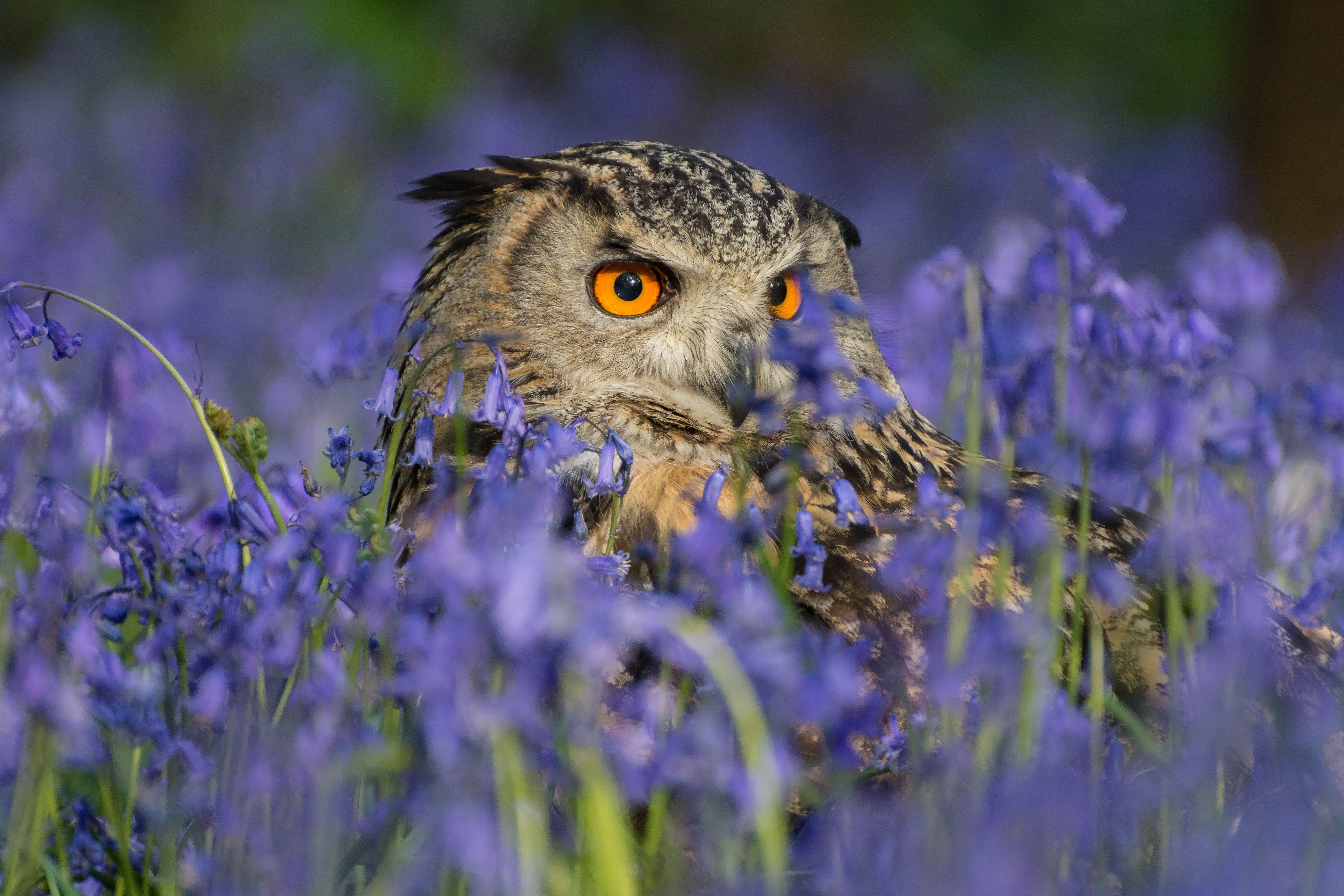 Owl Hd Wallpaper Ipad 6000x4000