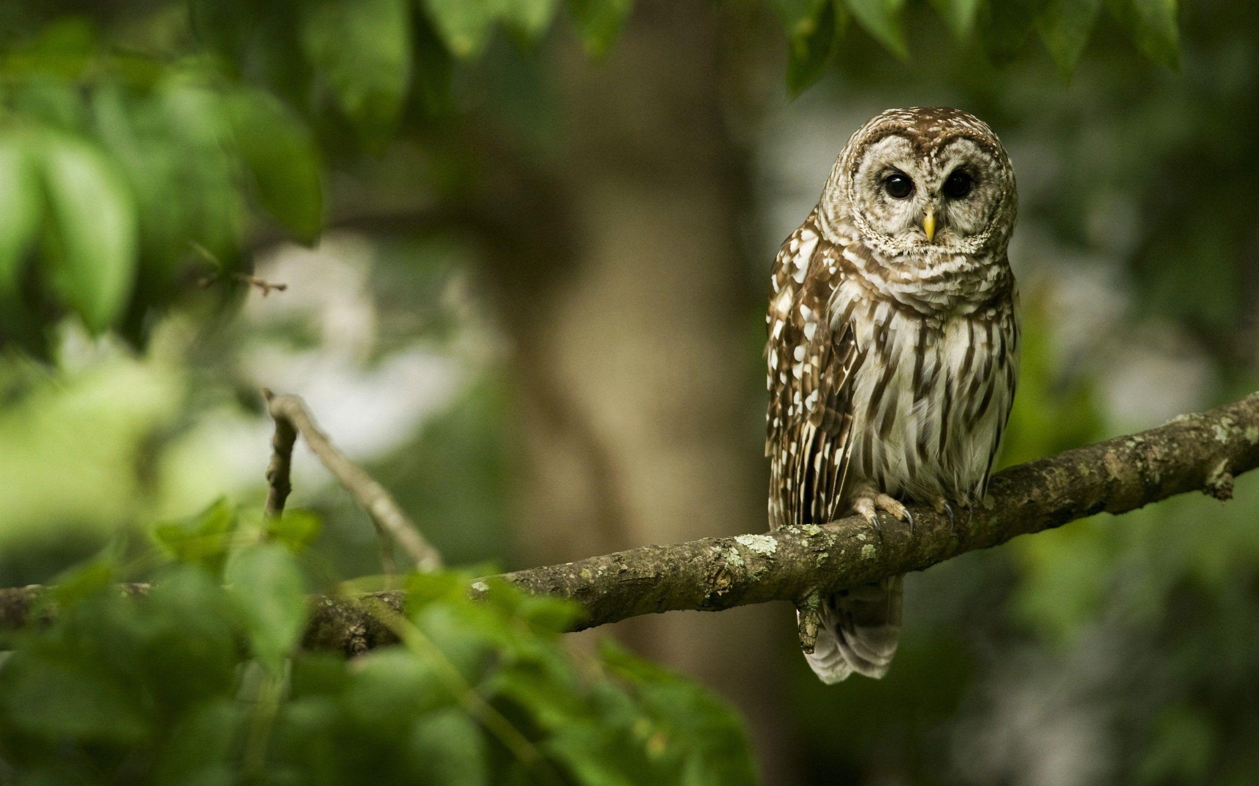 Owl Wallpaper Hd Images Download 2560x1600