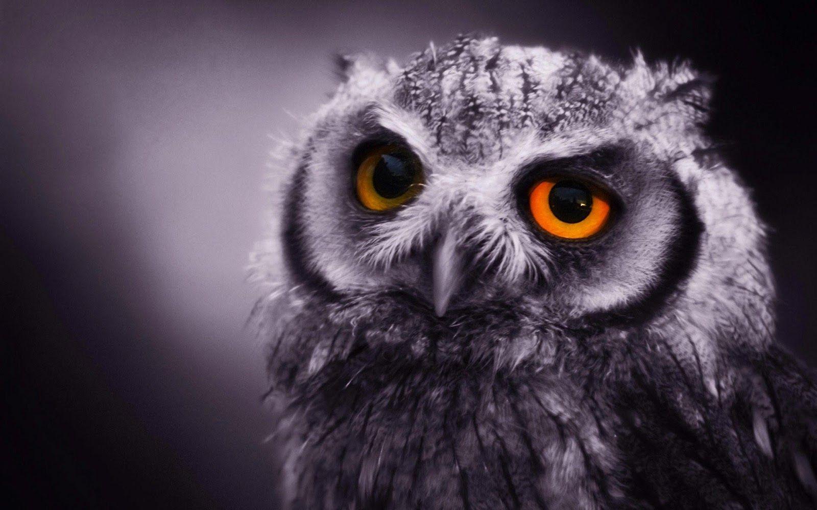 Pc Owl Wallpapers Hd 1600x1000