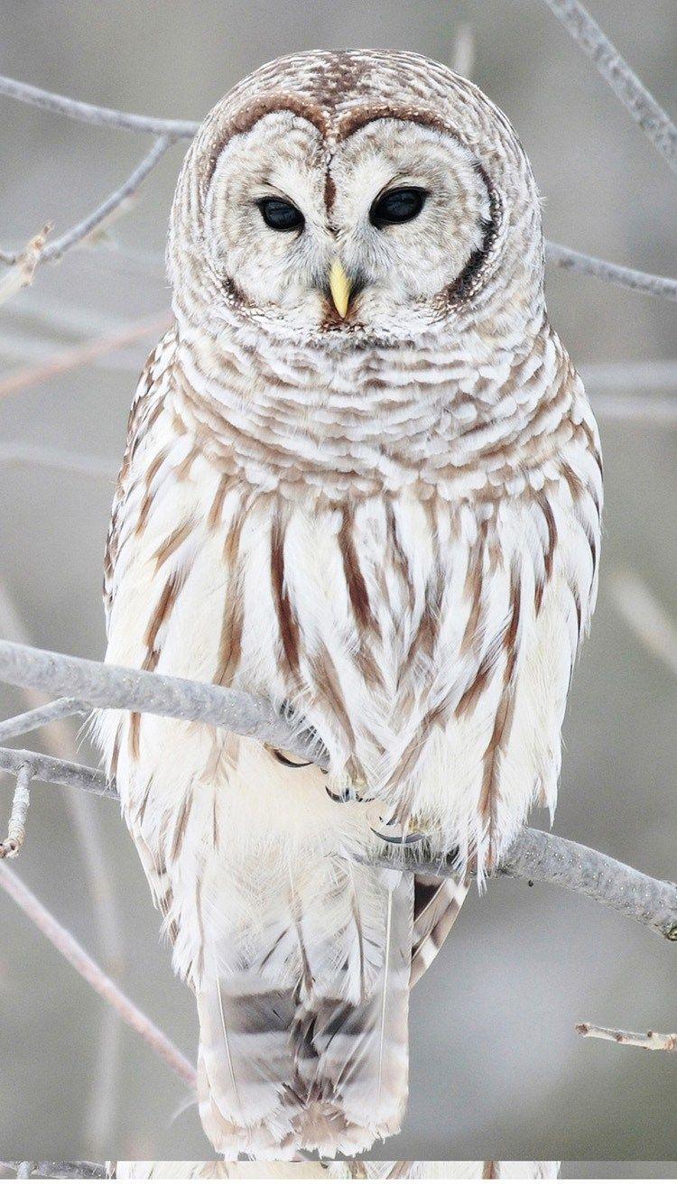 Barn Owl Phone Wallpaper 750x1334