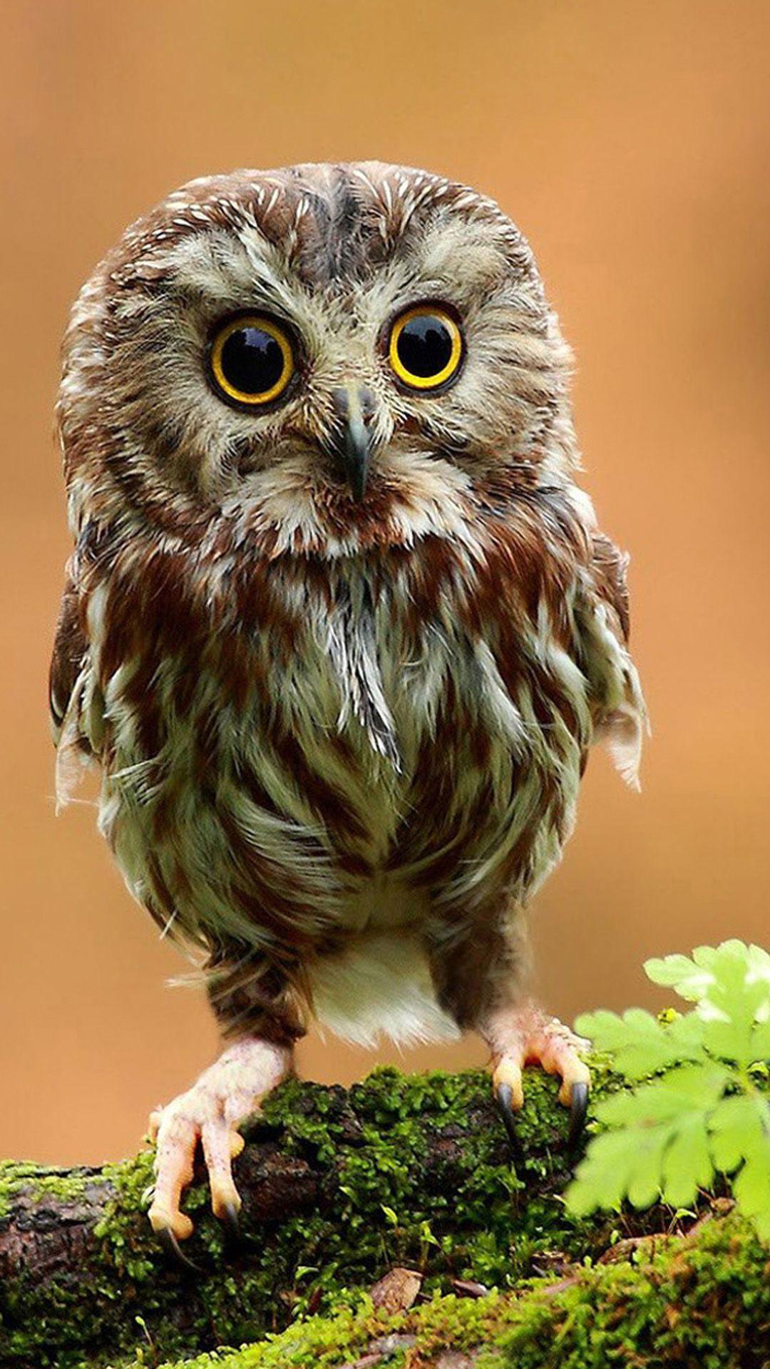 Cute Owl Phone Wallpaper 1080x1920