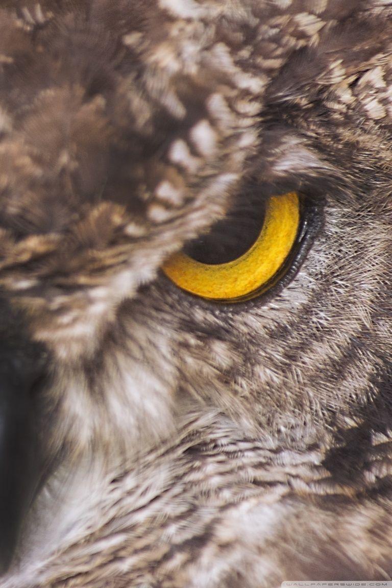 Cute Owl Wallpaper For Android Phone 768x1152