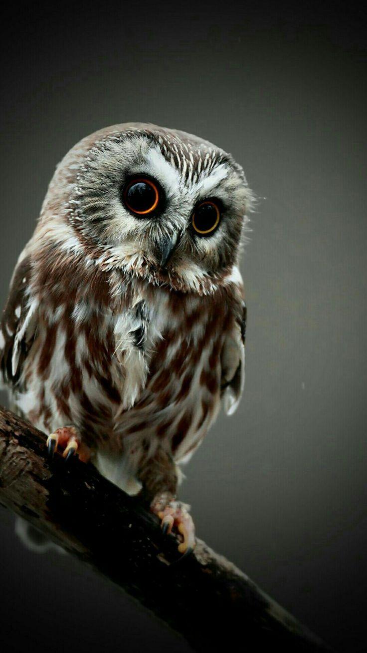 Cute Owl Wallpapers For My Phone 736x1308