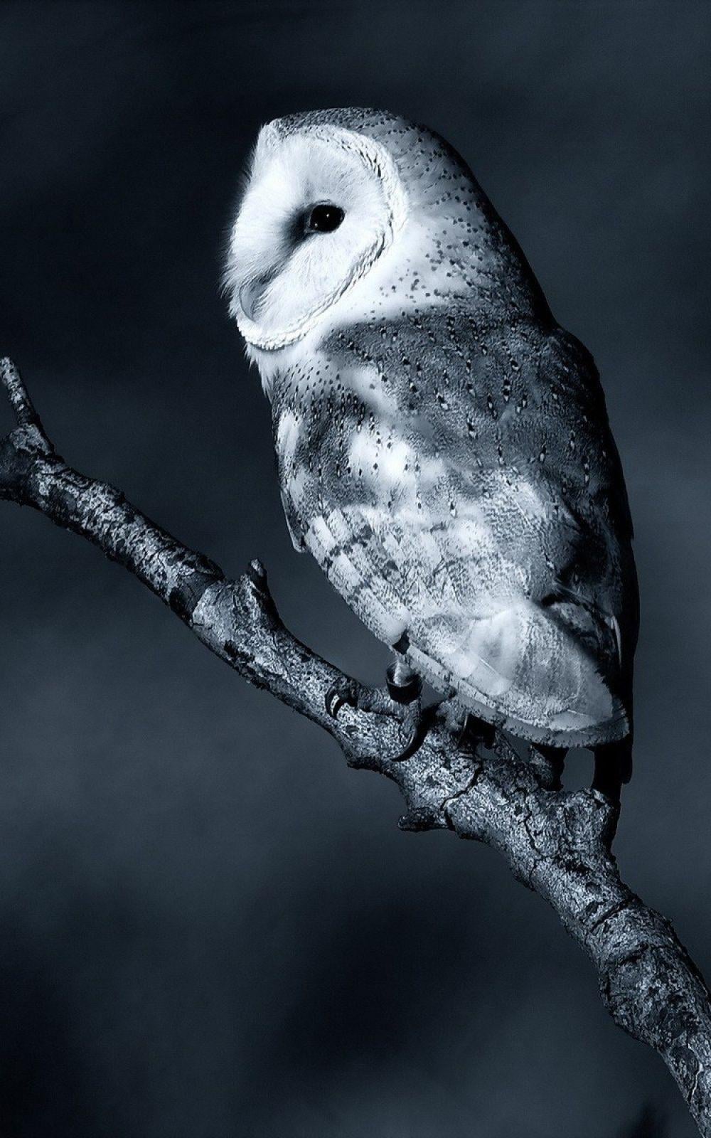 Free Owl Phone Wallpaper 1000x1600