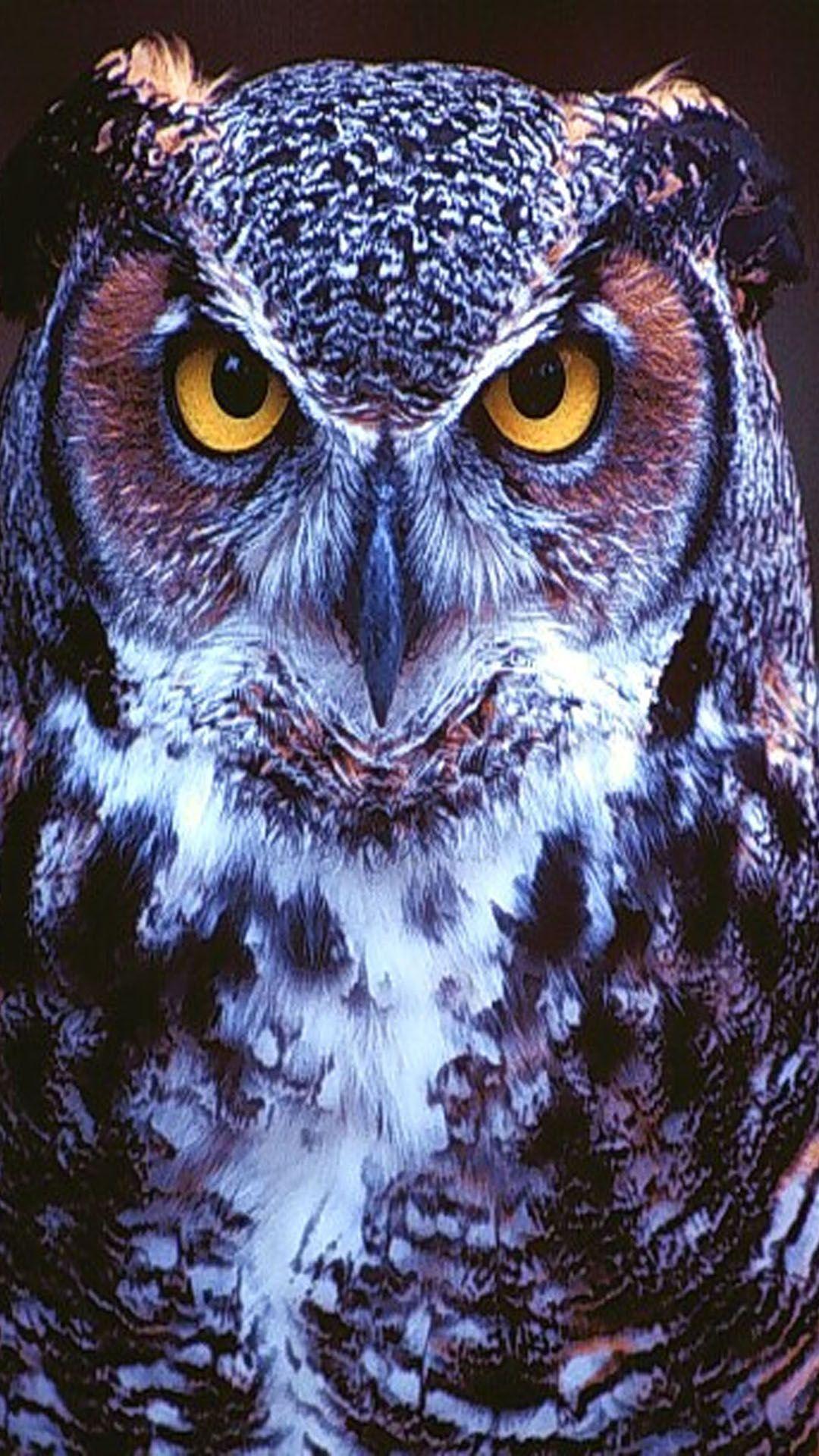 Free Owl Wallpaper For Phone 1080x1920