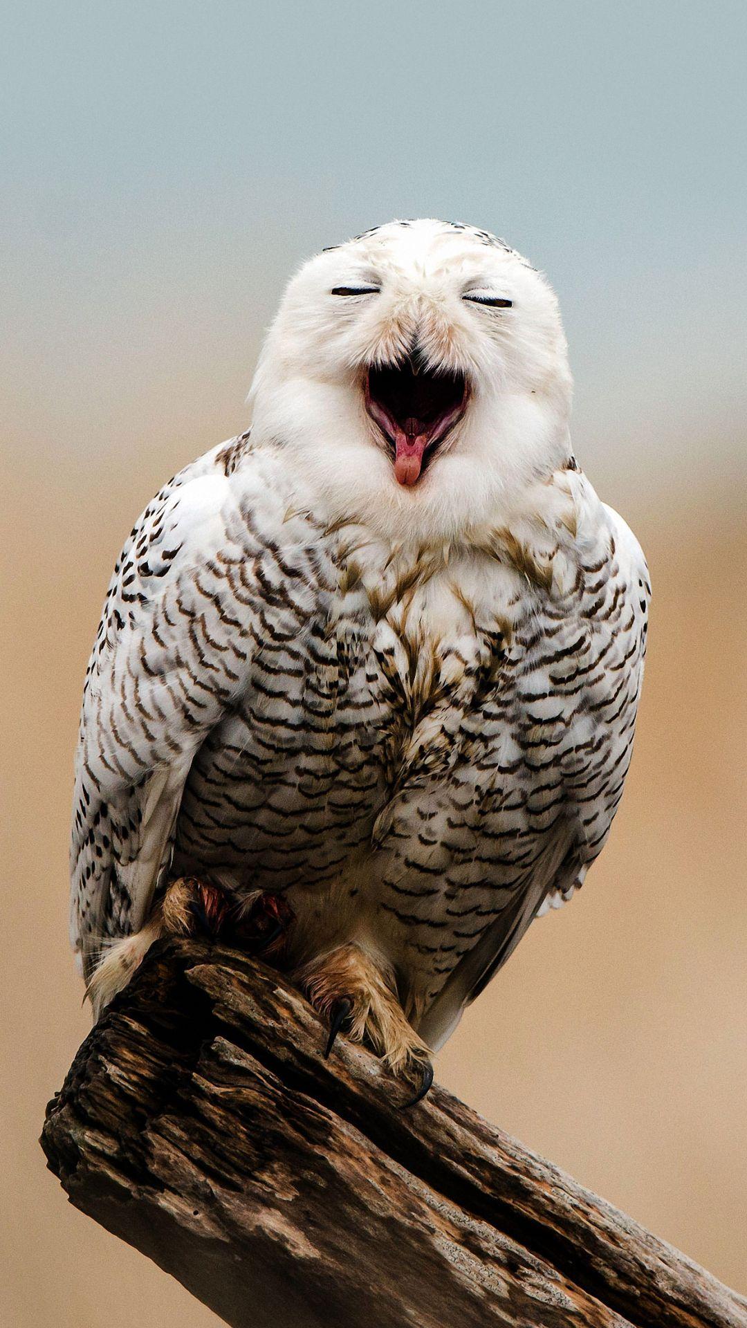 Funny Owl Phone Wallpaper 1080x1920