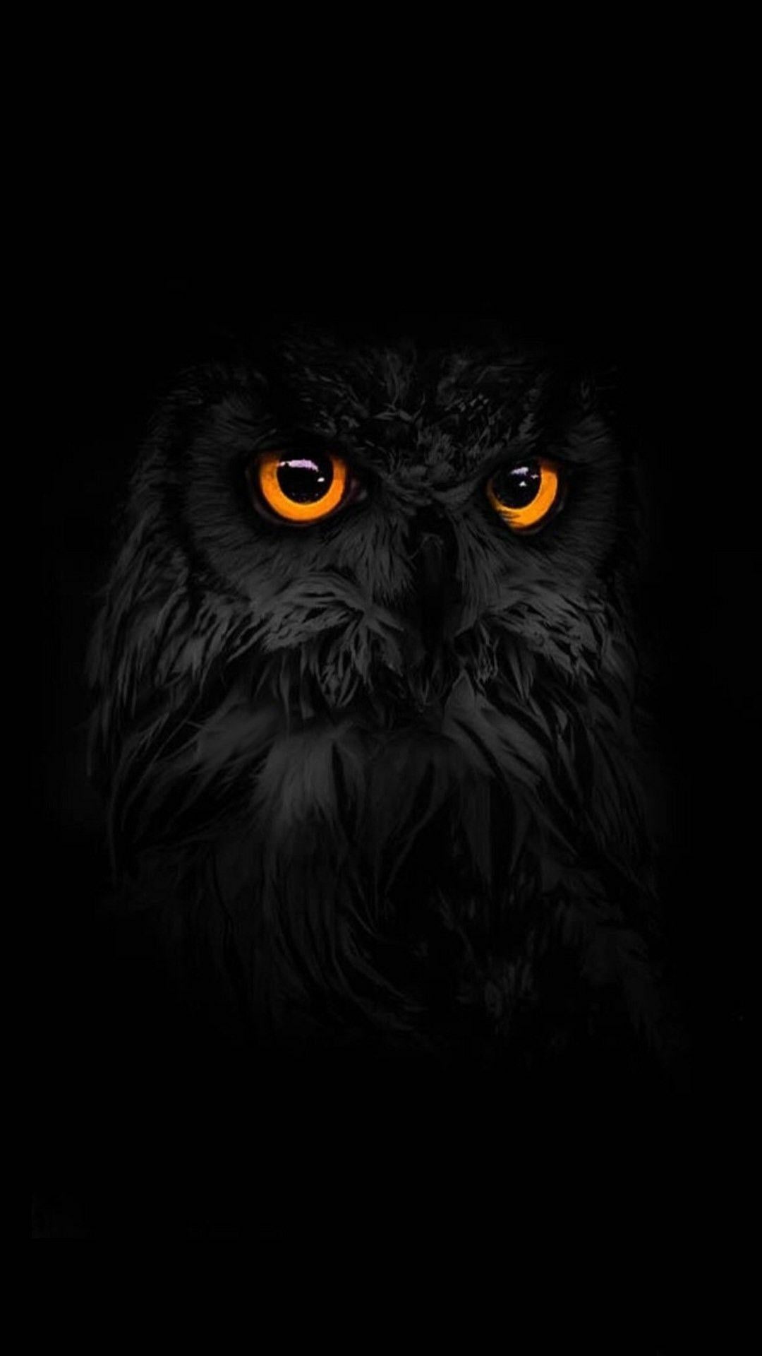 High Resolution Phone Owl Wallpaper 1080x1920