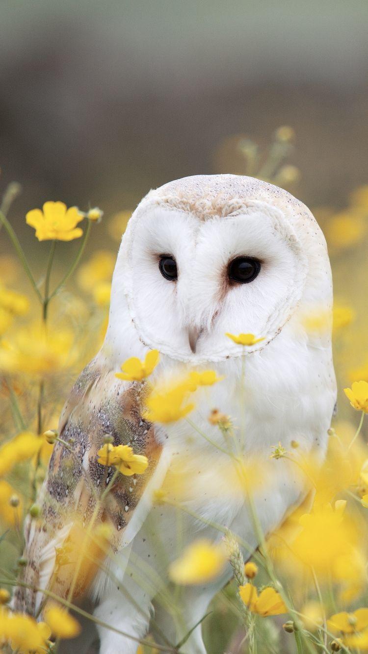 Owl Hd Phone Wallpaper 750x1334
