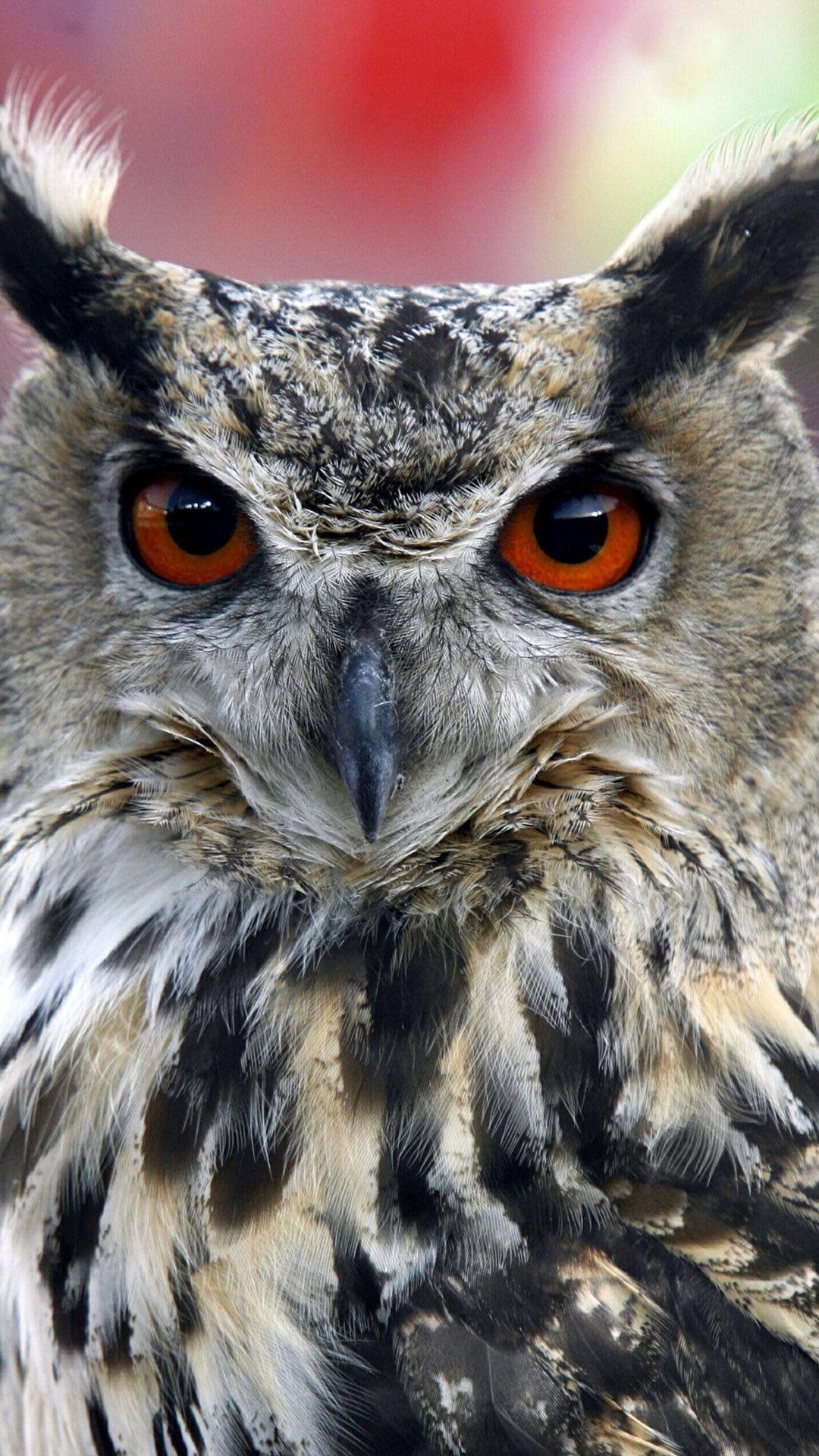 Owl Mobile Phone Wallpaper 1080x1920